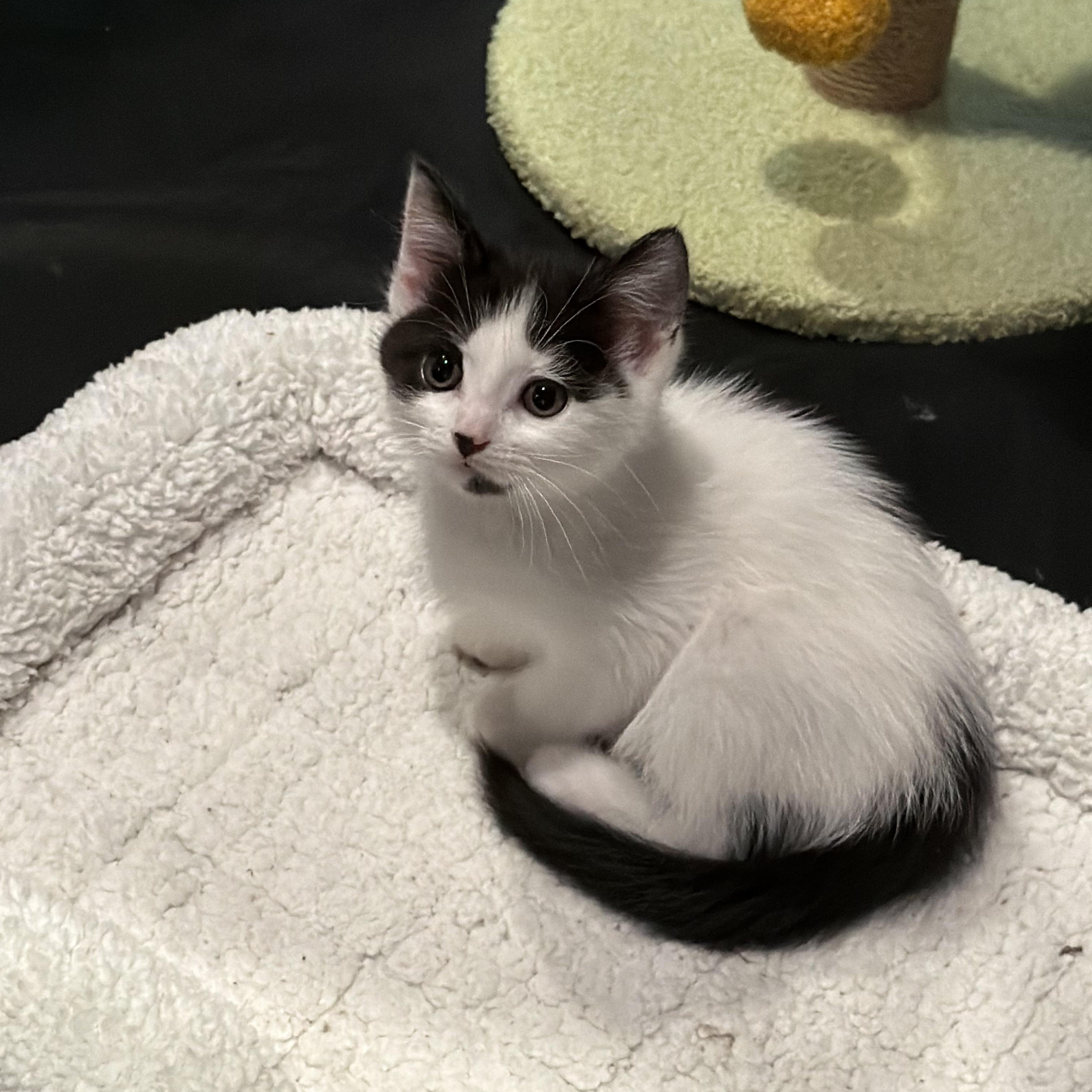 Enlarge Hermia and Helena, a ADOPTABLE Domestic Medium Hair in Highland Park, NJ image 6/6
