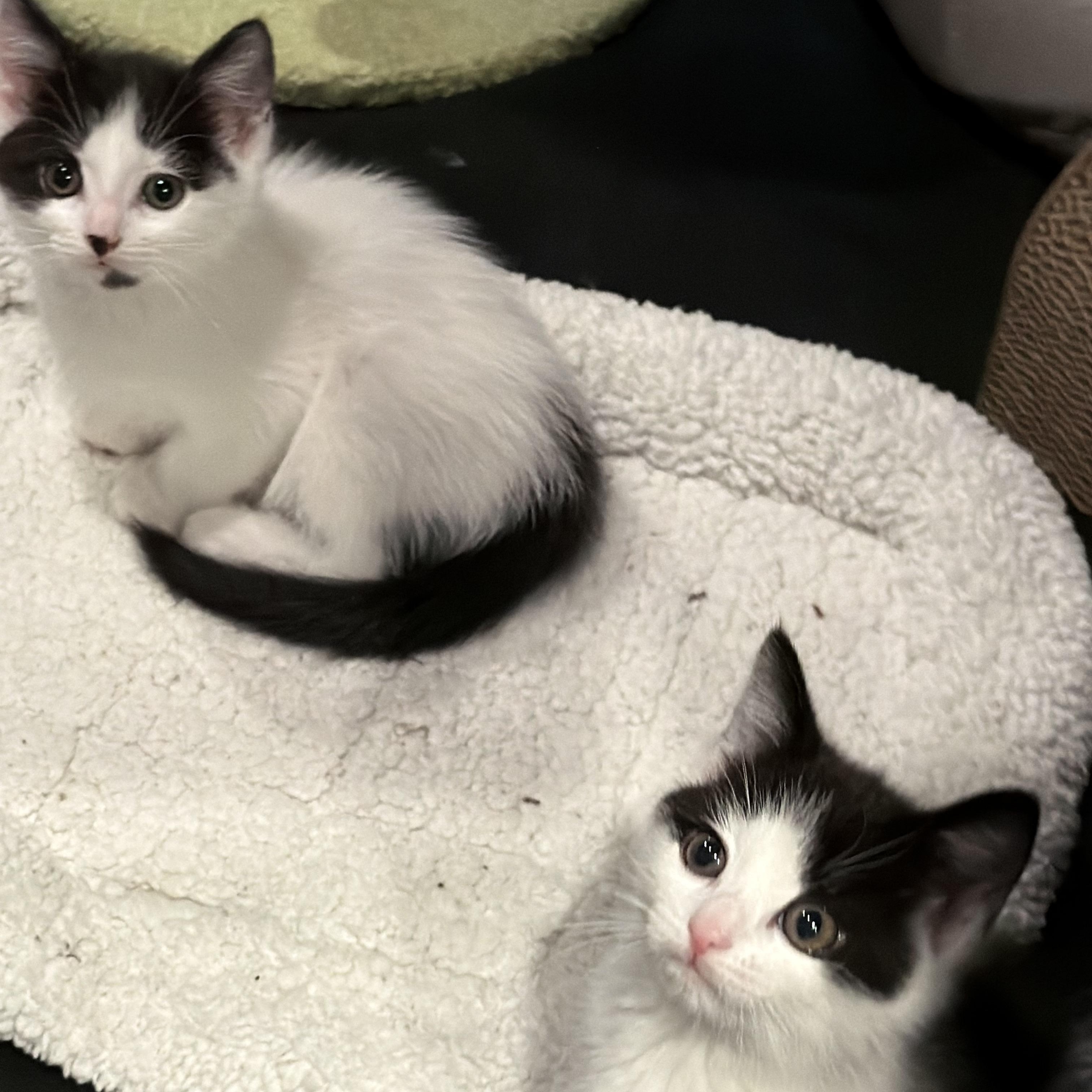 Enlarge Hermia and Helena, a ADOPTABLE Domestic Medium Hair in Highland Park, NJ image 5/6
