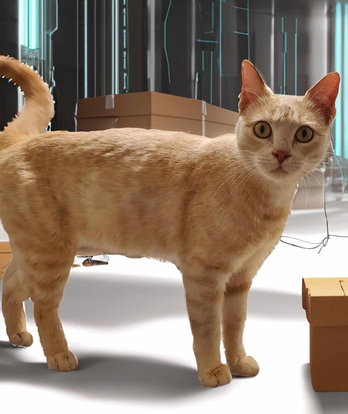 Butter, Adoptable, Young Female Domestic Short Hair.