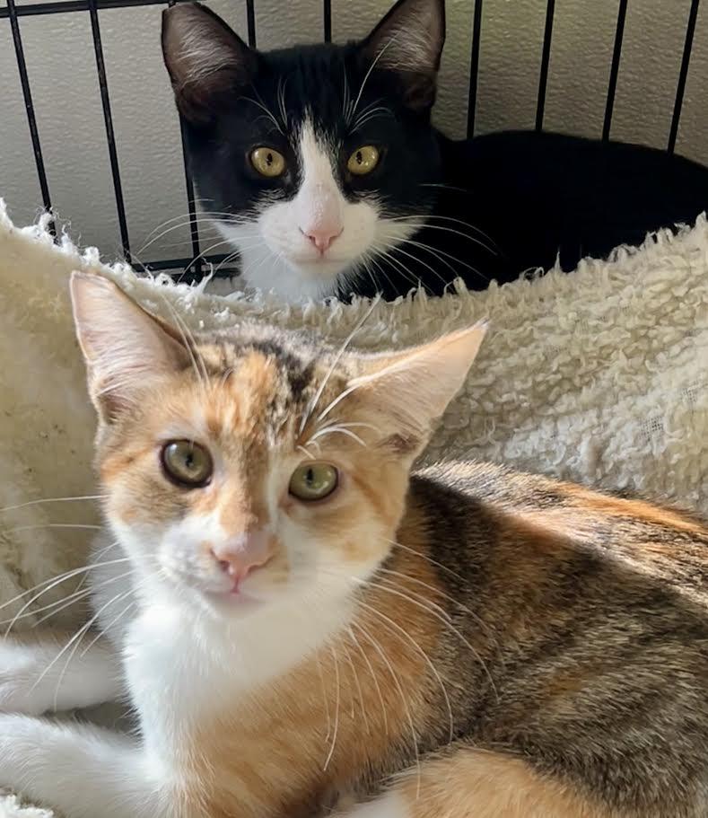 Enlarge Pepper, Spice, an adopted Domestic Short Hair in Jackson, CA image 1/1