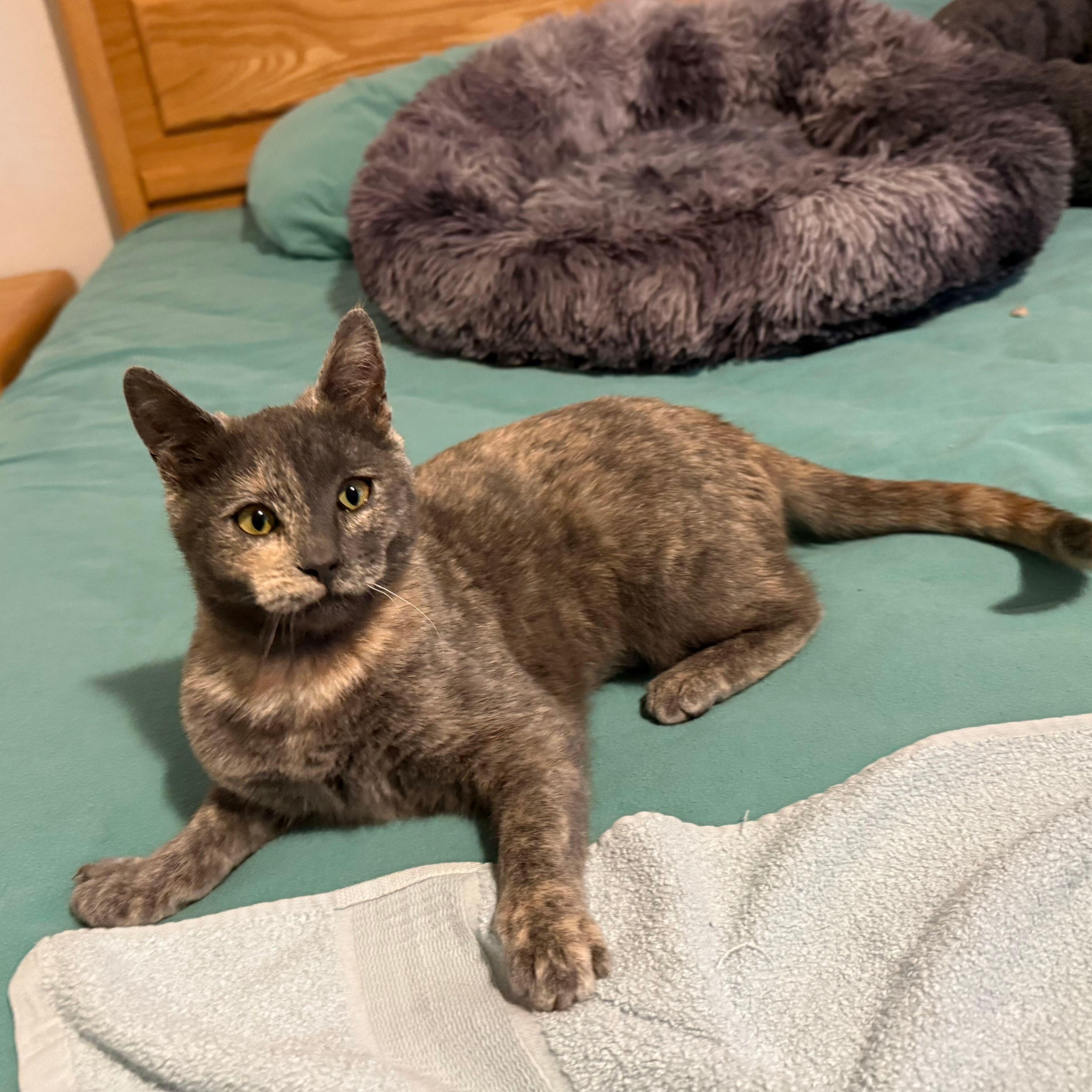 Enlarge Taissa (Bonded to Vanessa), a Adoptable Domestic Short Hair in Renton , WA image 1/3