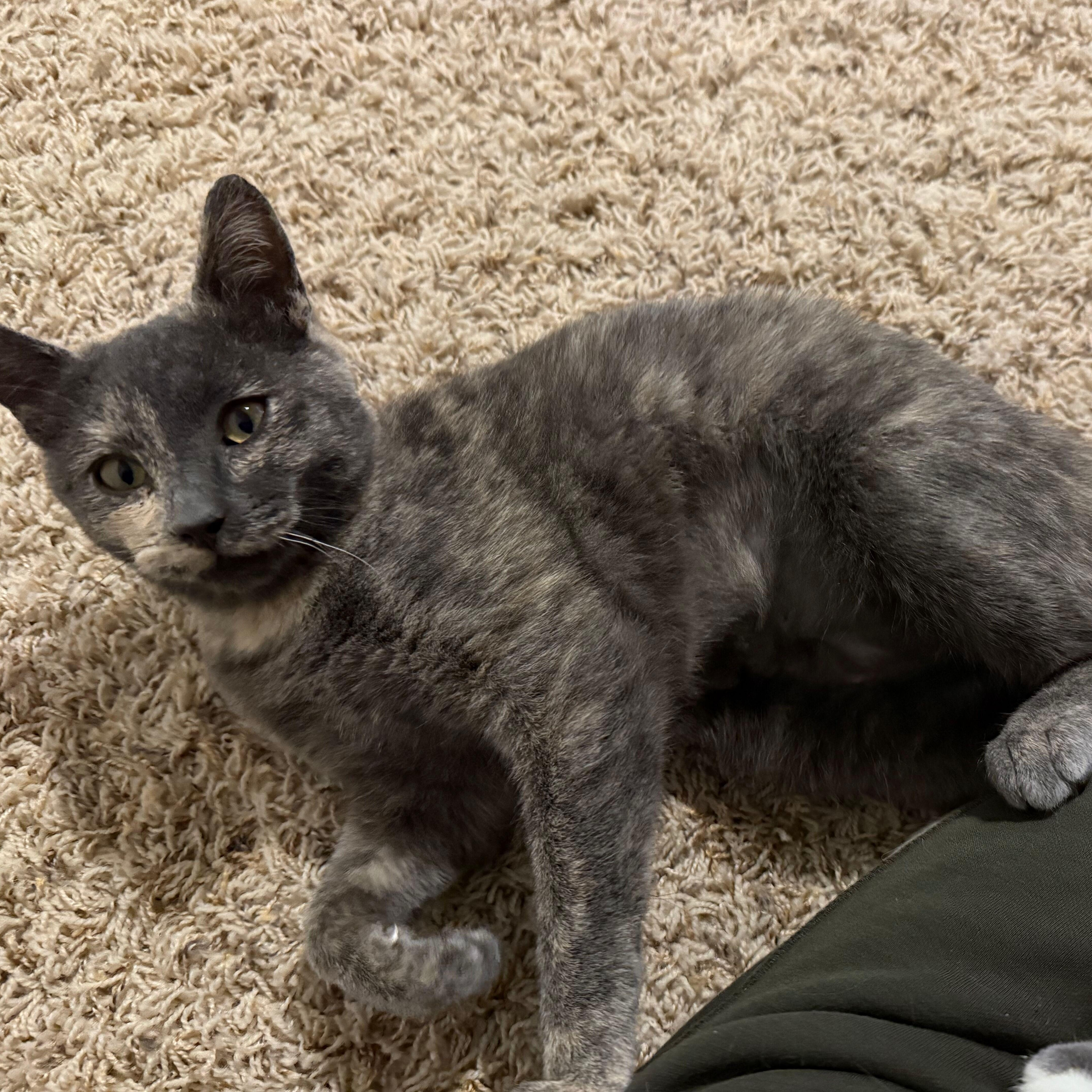 Enlarge Taissa (Bonded to Vanessa), a Adoptable Domestic Short Hair in Renton , WA image 2/3