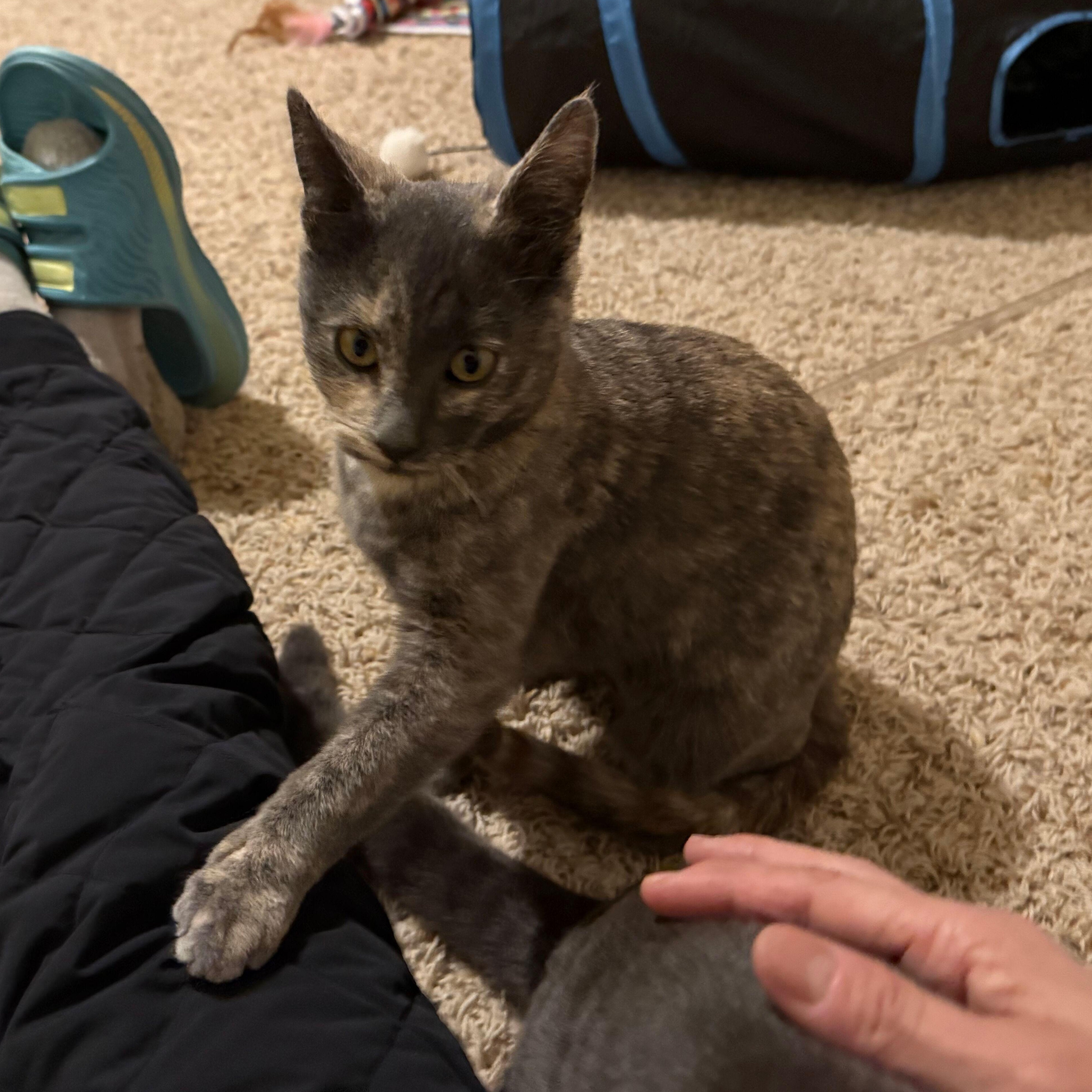 Enlarge Taissa (Bonded to Vanessa), a Adoptable Domestic Short Hair in Renton , WA image 3/3