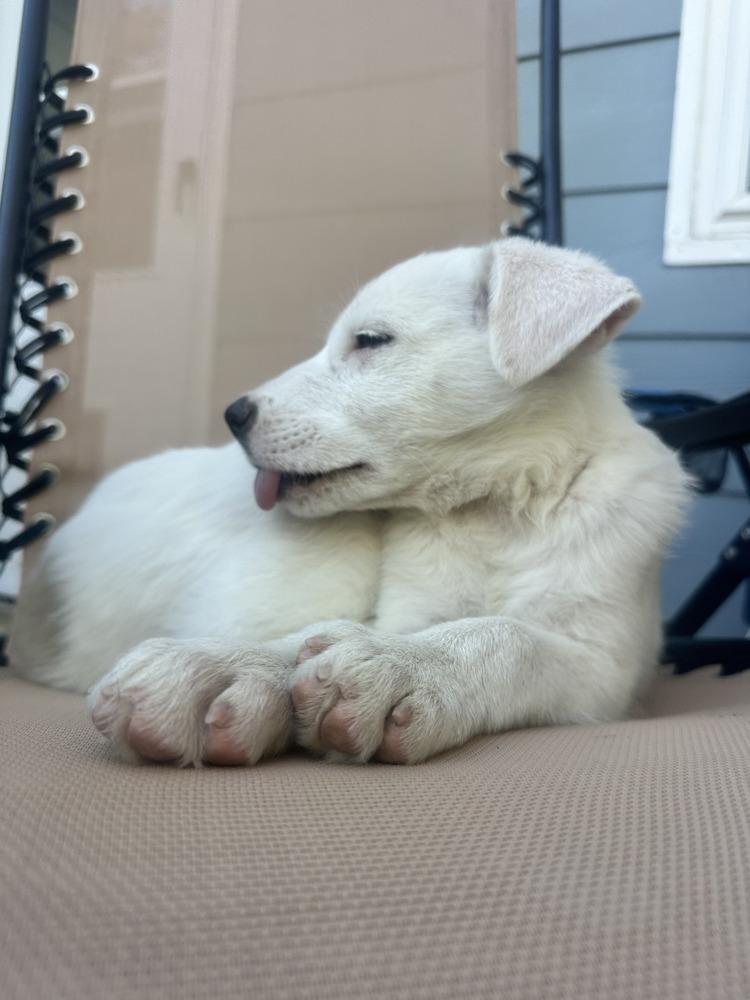 Donut, a Adoptable mixed breed in Commerce City, CO image 5/6