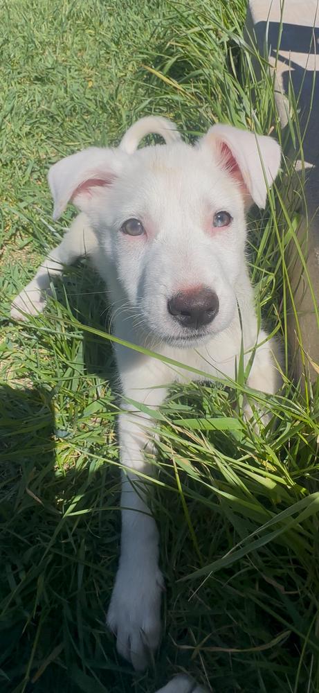 Donut, a Adoptable mixed breed in Commerce City, CO image 2/6