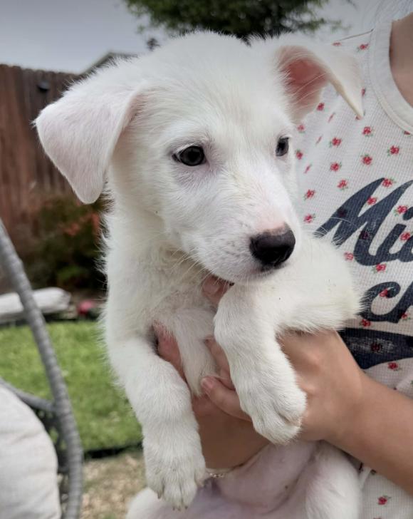 Donut, a Adoptable mixed breed in Commerce City, CO image 4/6