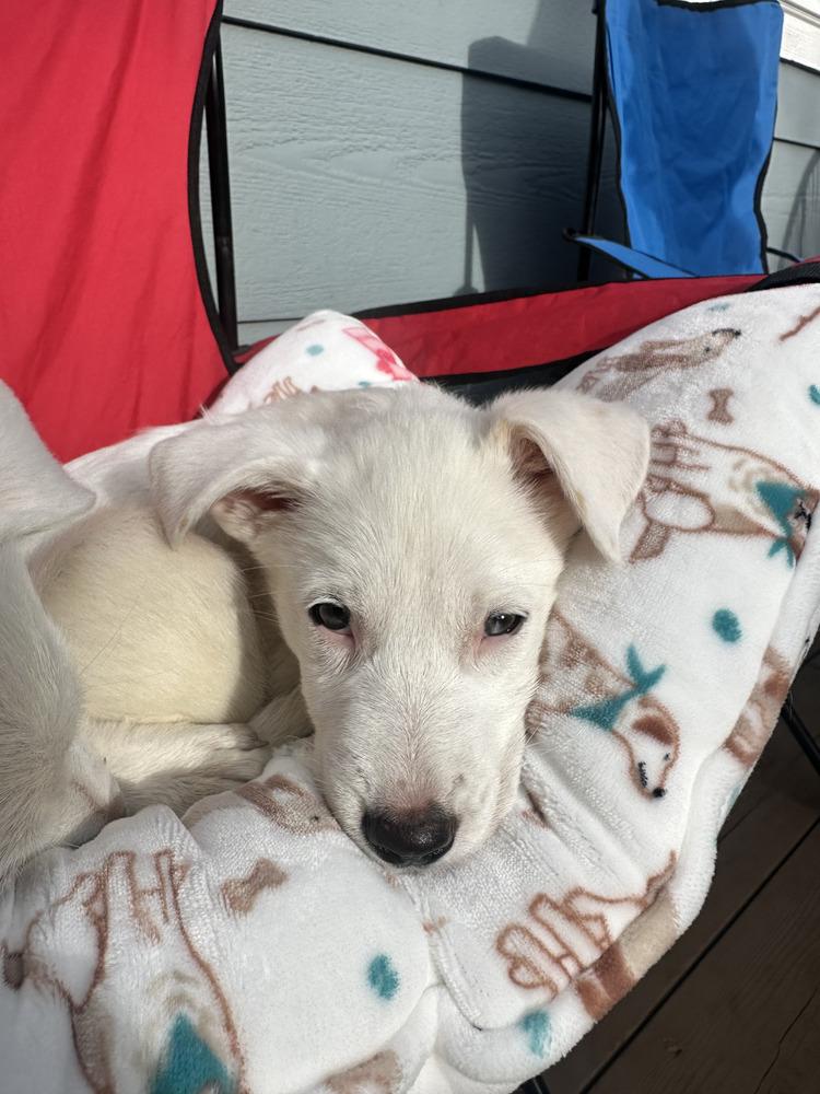 Donut, a Adoptable mixed breed in Commerce City, CO image 3/6