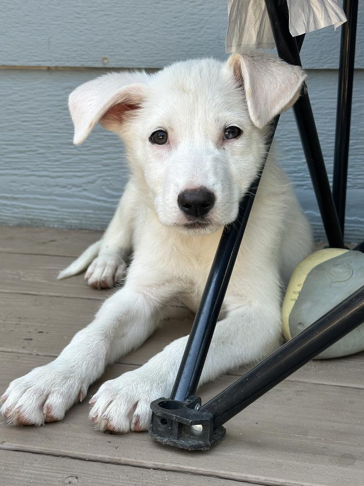 Donut, Adoptable, Puppy Female Great Pyrenees & Chihuahua.