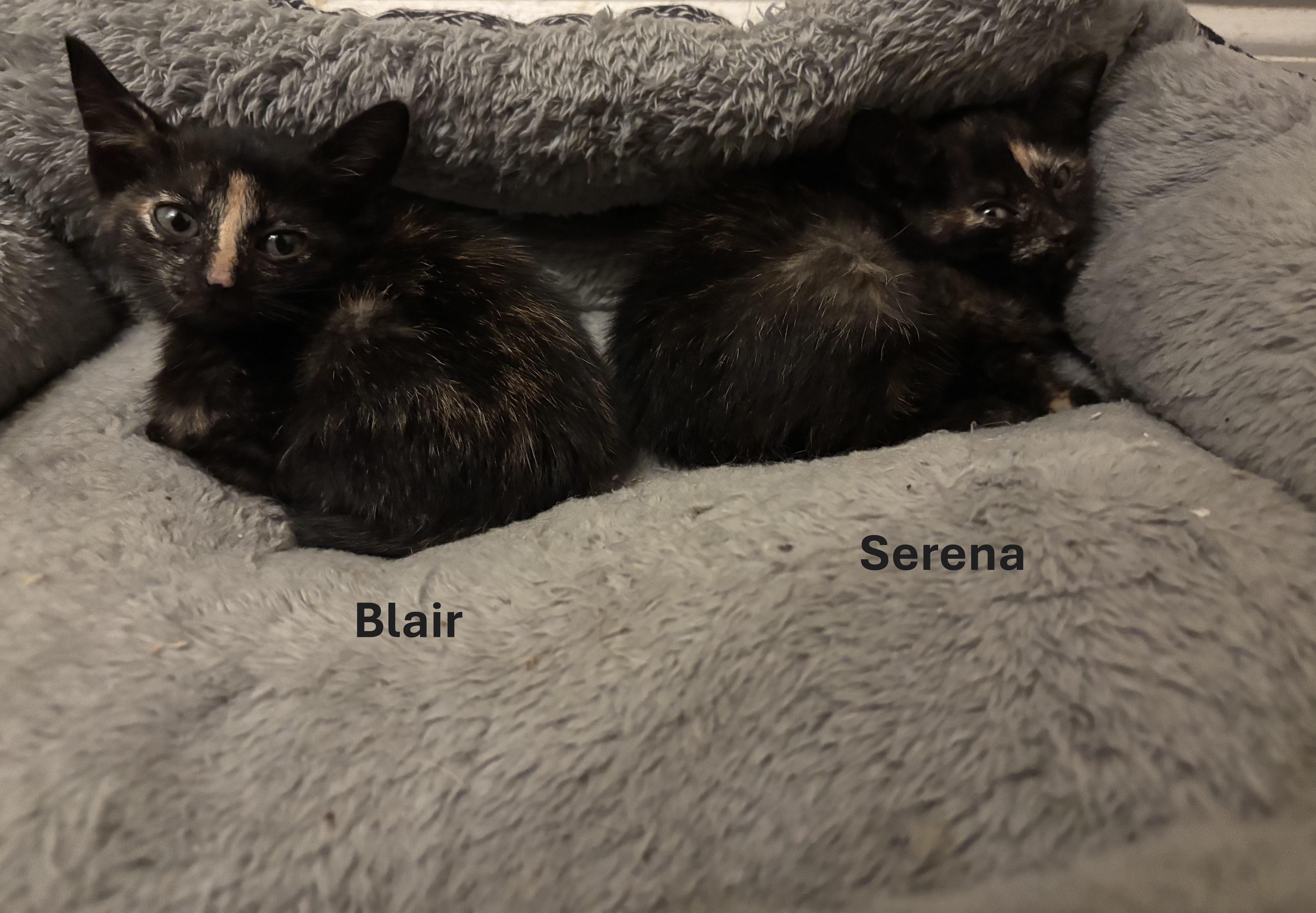 Blair 3