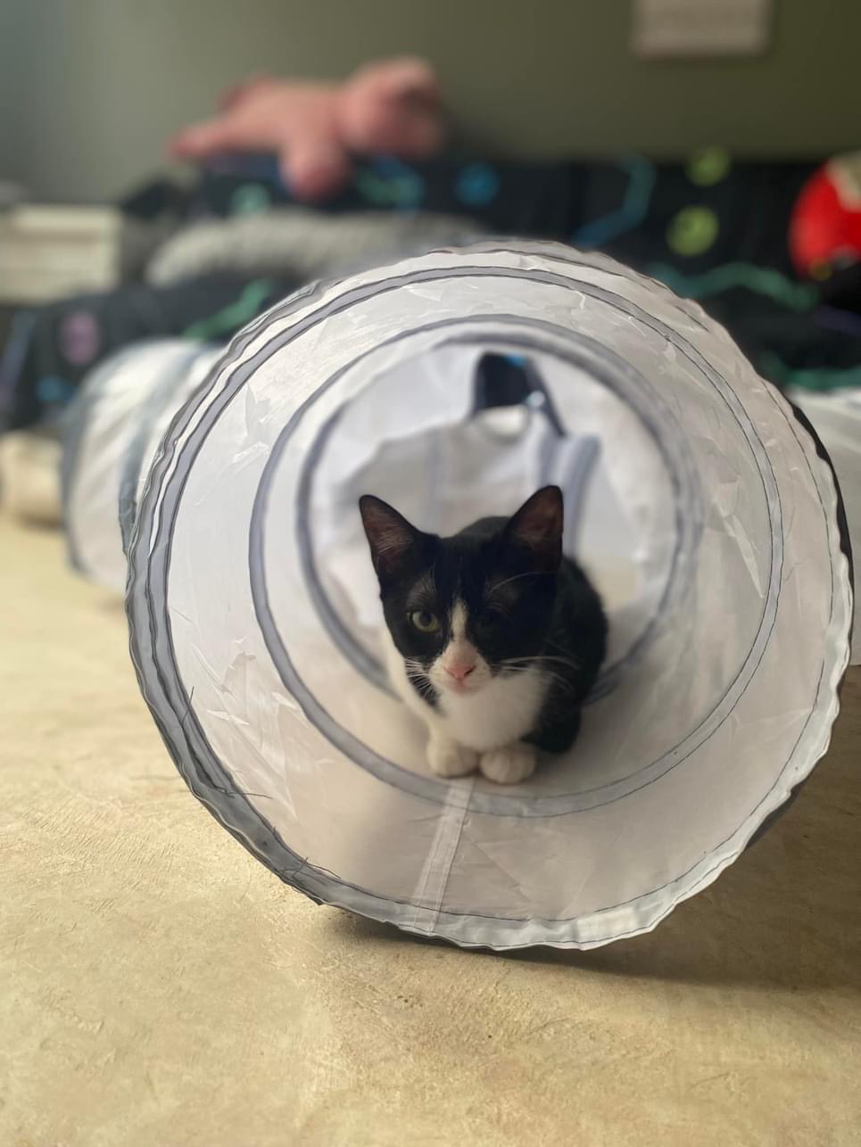 Enlarge BB and LT, a Adopted Domestic Short Hair in DELTONA, FL image 1/4