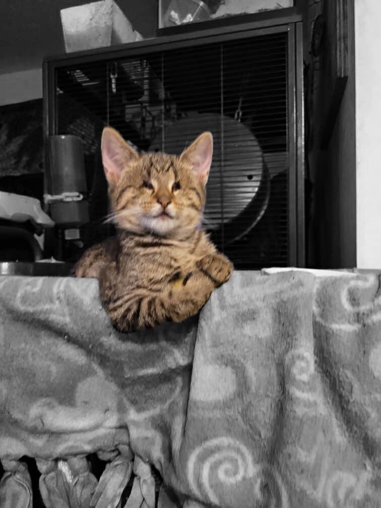 Enlarge BB and LT, a Adopted Domestic Short Hair in DELTONA, FL image 2/4