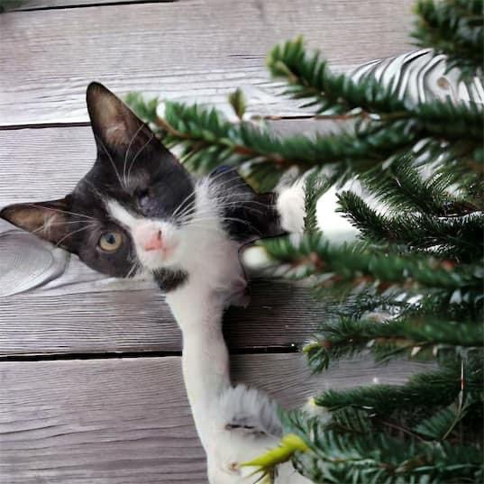 Enlarge BB and LT, a Adopted Domestic Short Hair in DELTONA, FL image 3/4