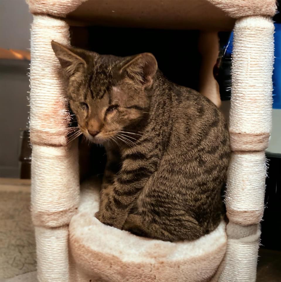 Enlarge BB and LT, a Adopted Domestic Short Hair in DELTONA, FL image 4/4