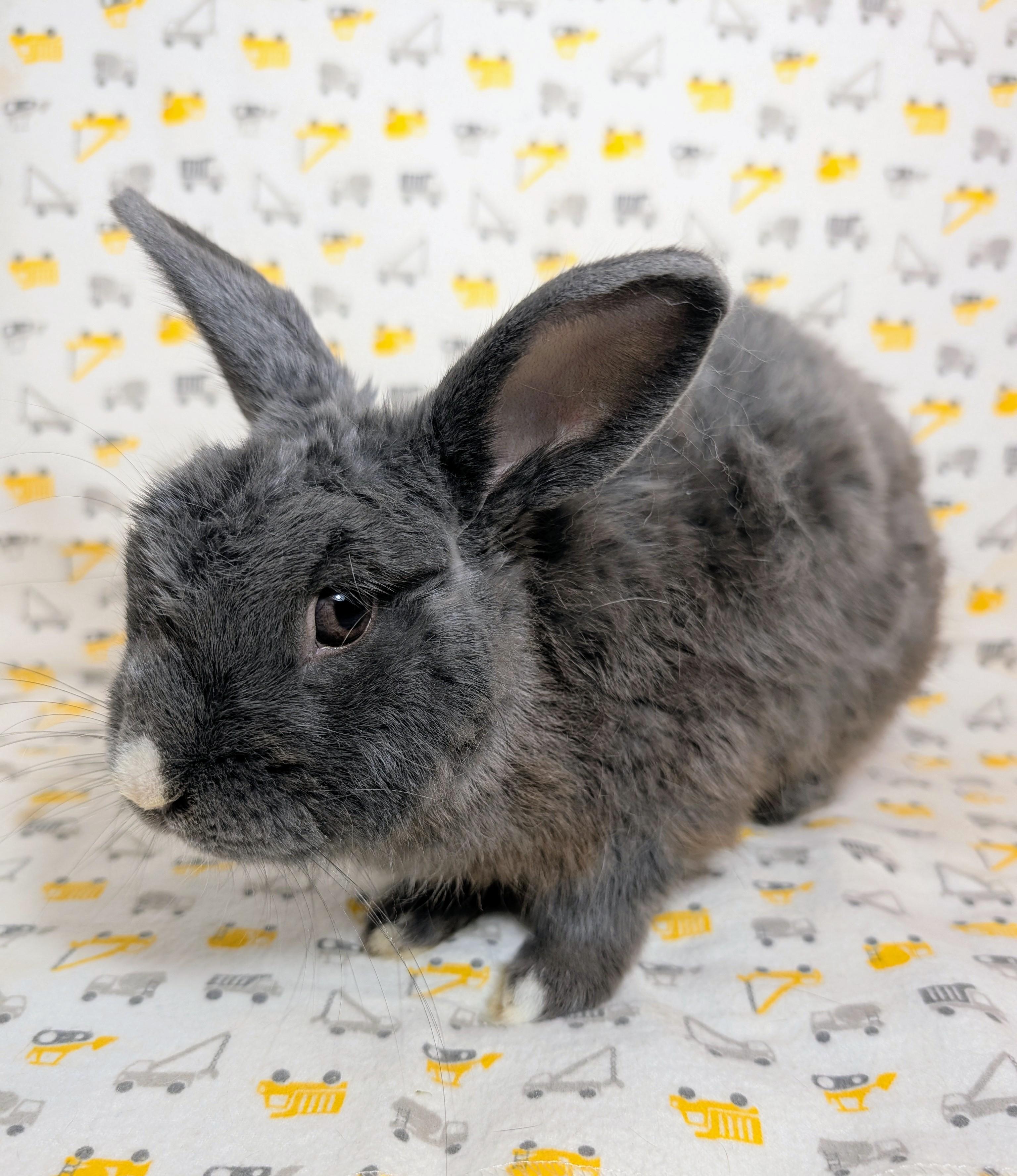 Enlarge Ashby, a Adopted Polish in Lake Elsinore, CA image 4/6