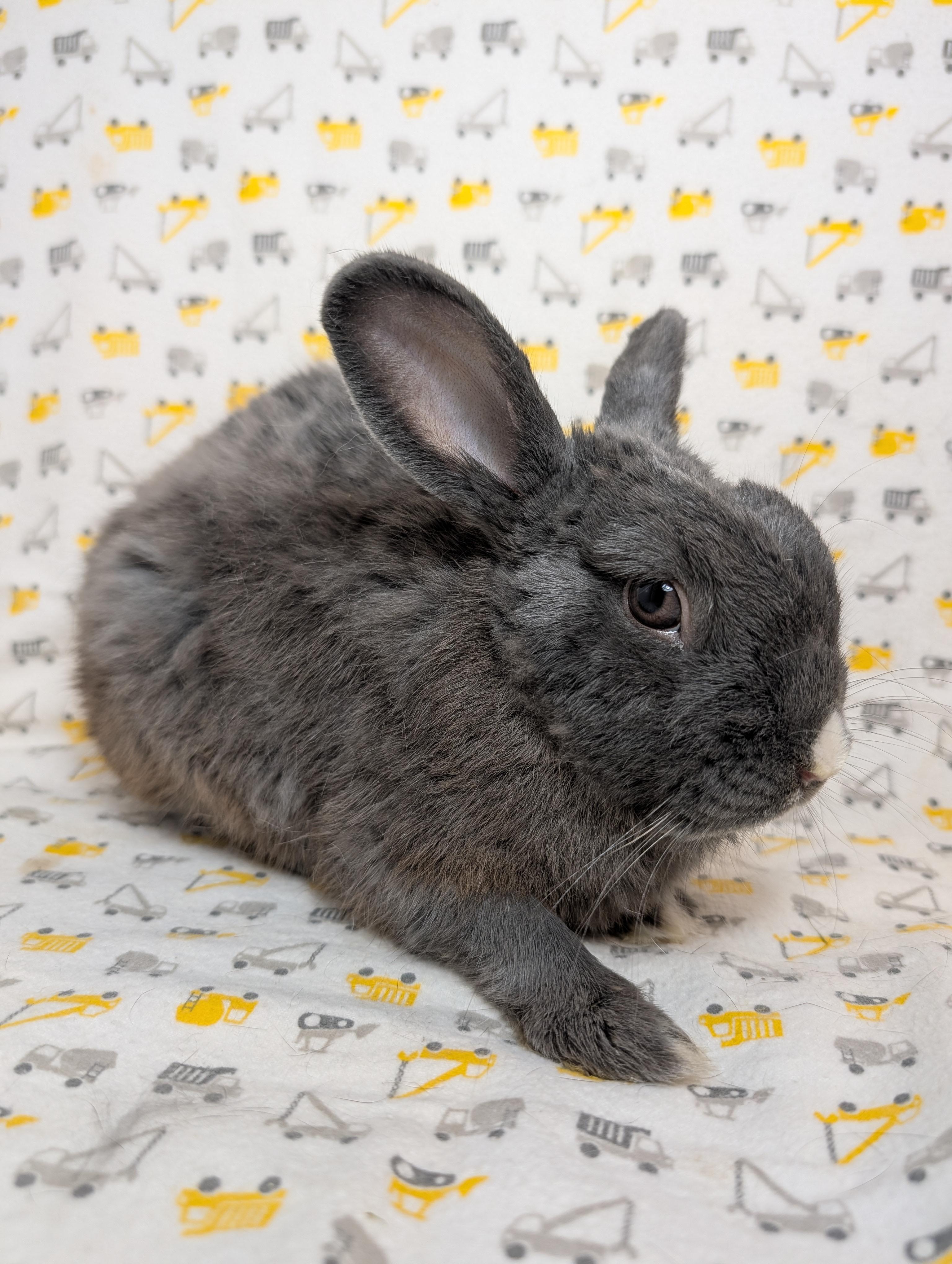 Enlarge Ashby, a Adopted Polish in Lake Elsinore, CA image 3/6