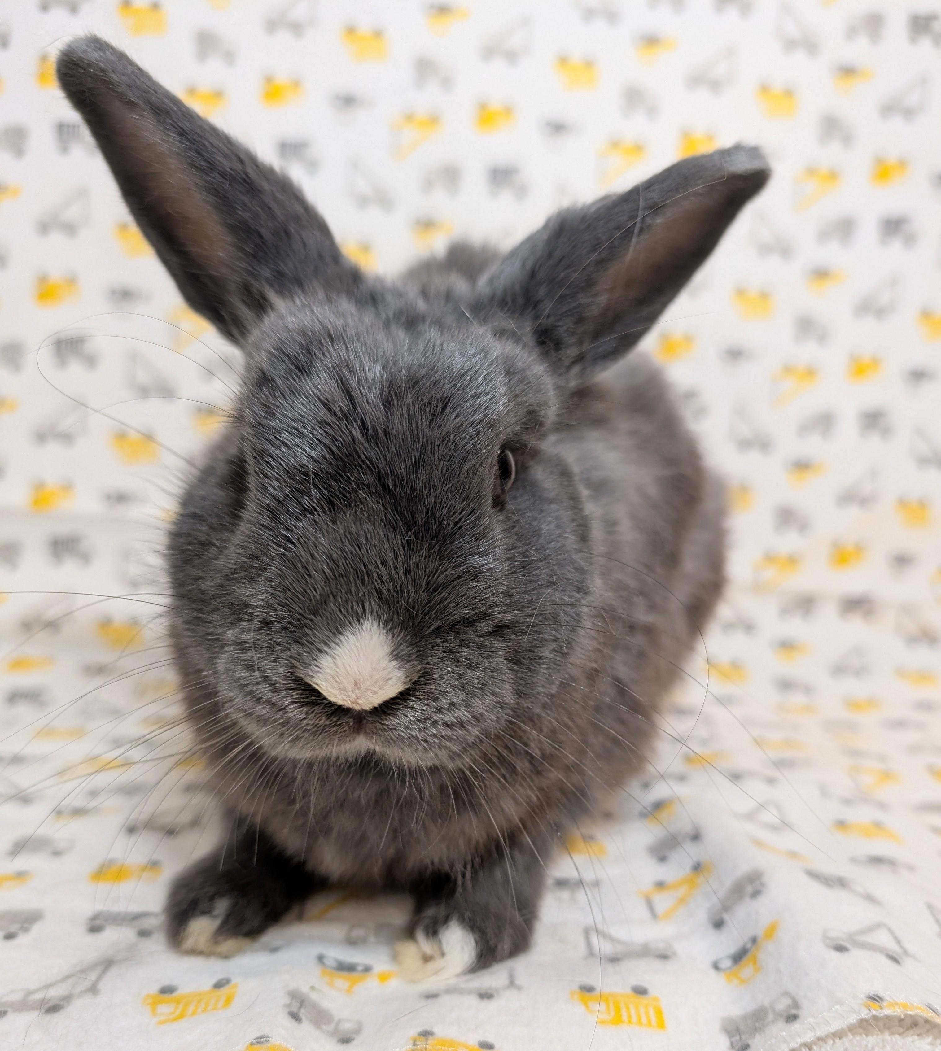 Enlarge Ashby, a Adopted Polish in Lake Elsinore, CA image 2/6