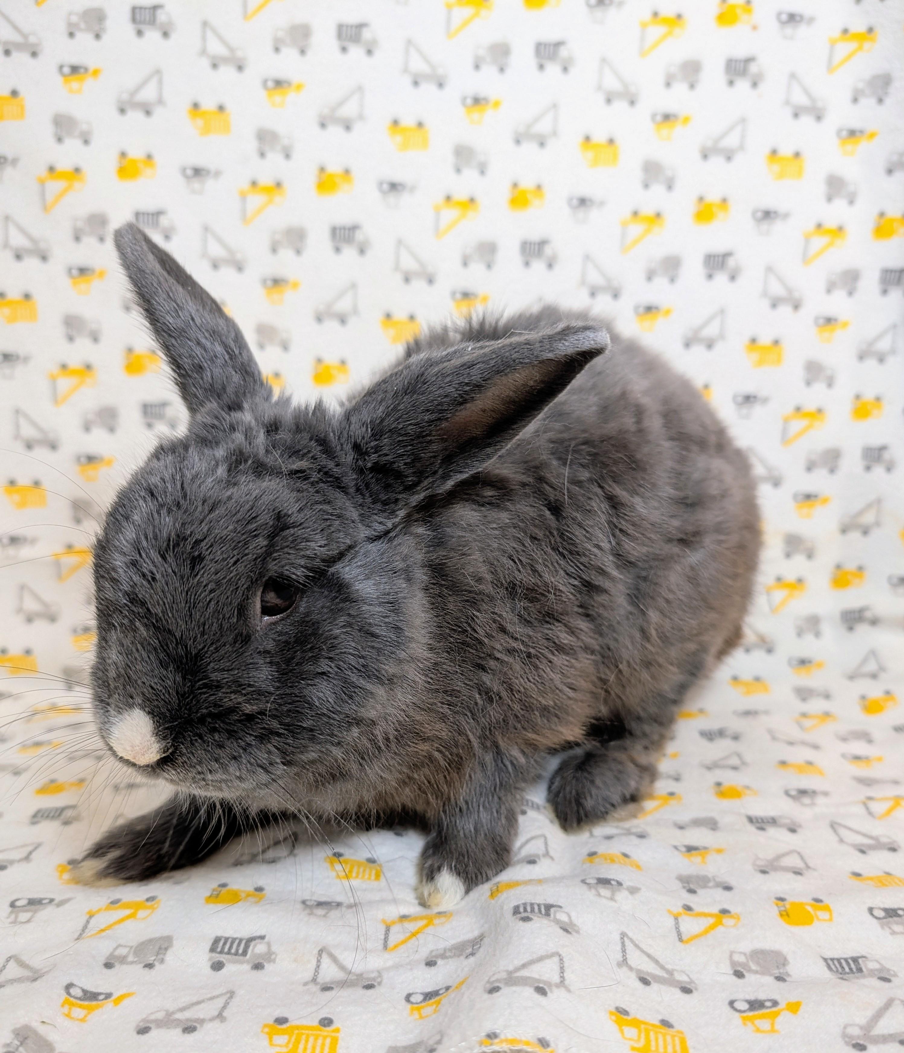 Ashby, Adopted, Young Male Polish.