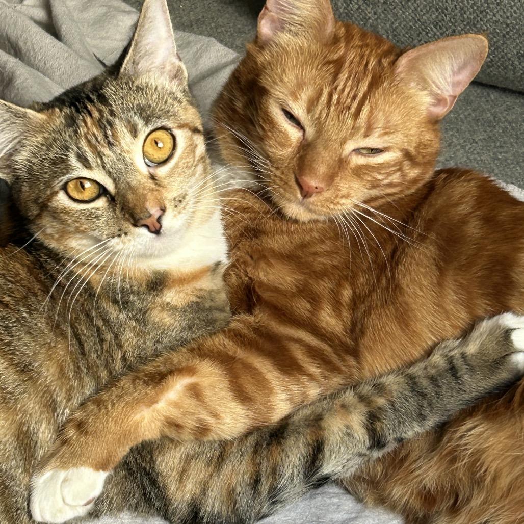 Enlarge Lilac, a Adoptable Domestic Short Hair in Los Angeles, CA image 1/1