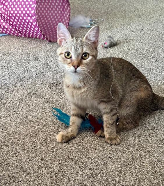 Go Go, a Adoptable Domestic Short Hair in Minneapolis, MN image 2/6