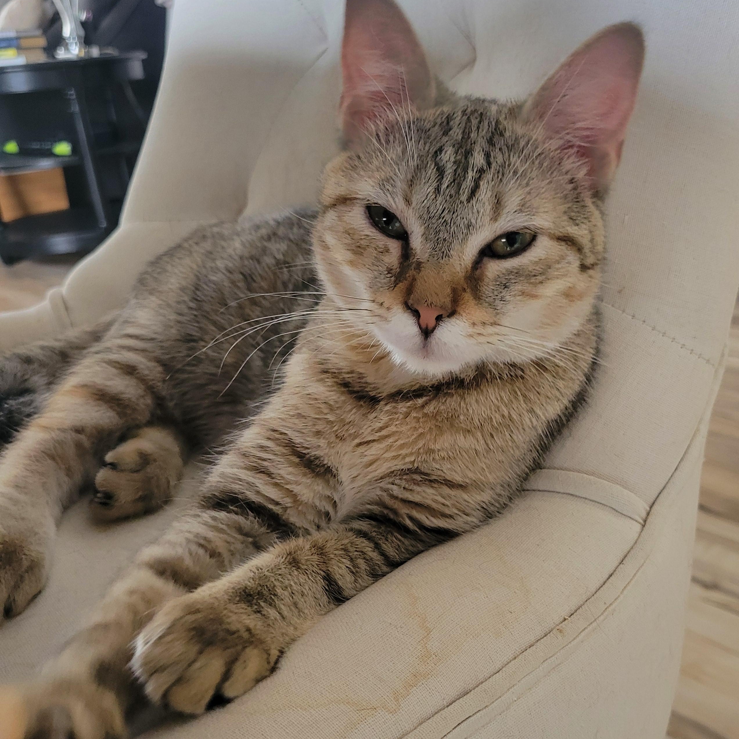 Go Go, a Adoptable Domestic Short Hair in Minneapolis, MN image 1/6