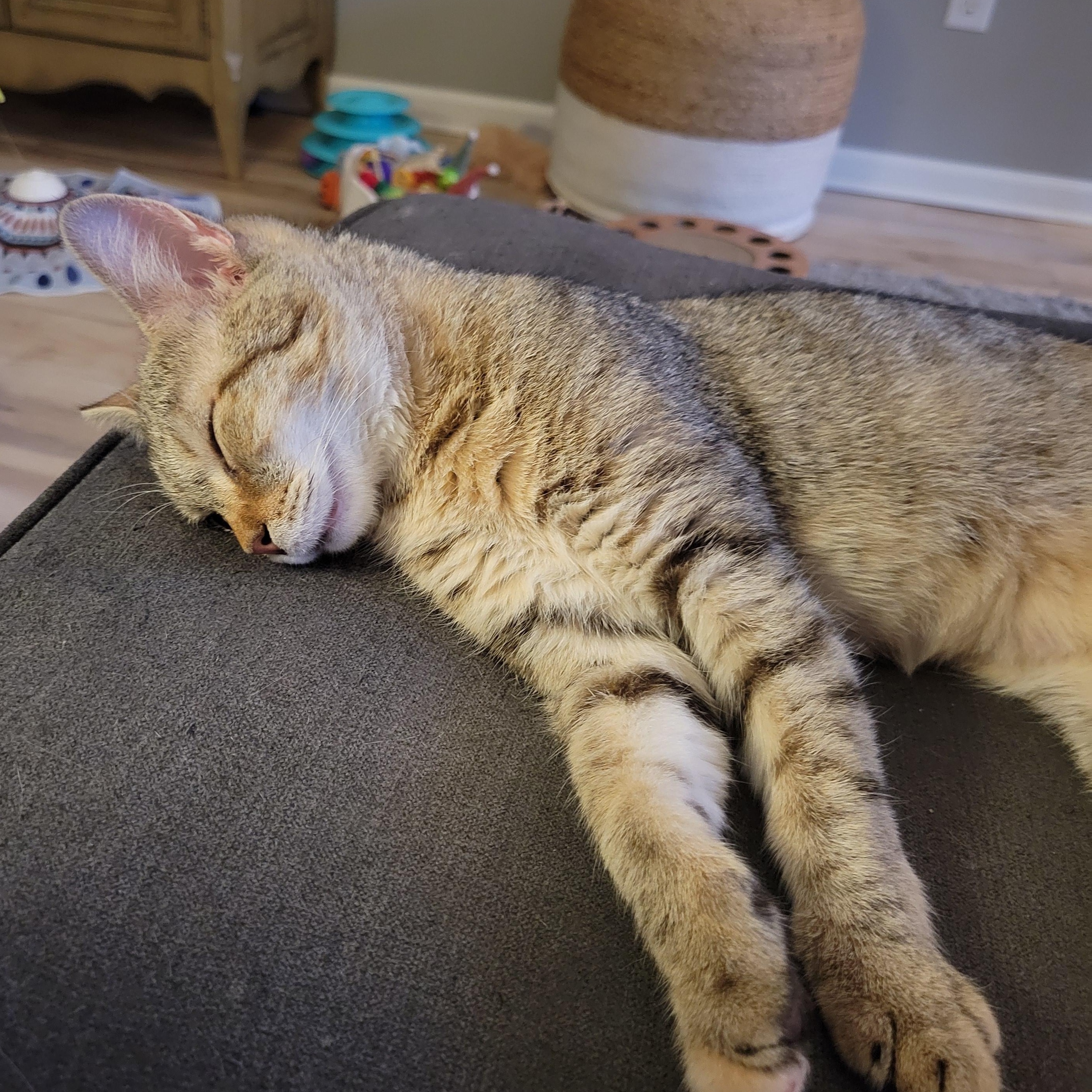 Go Go, a Adoptable Domestic Short Hair in Minneapolis, MN image 3/6