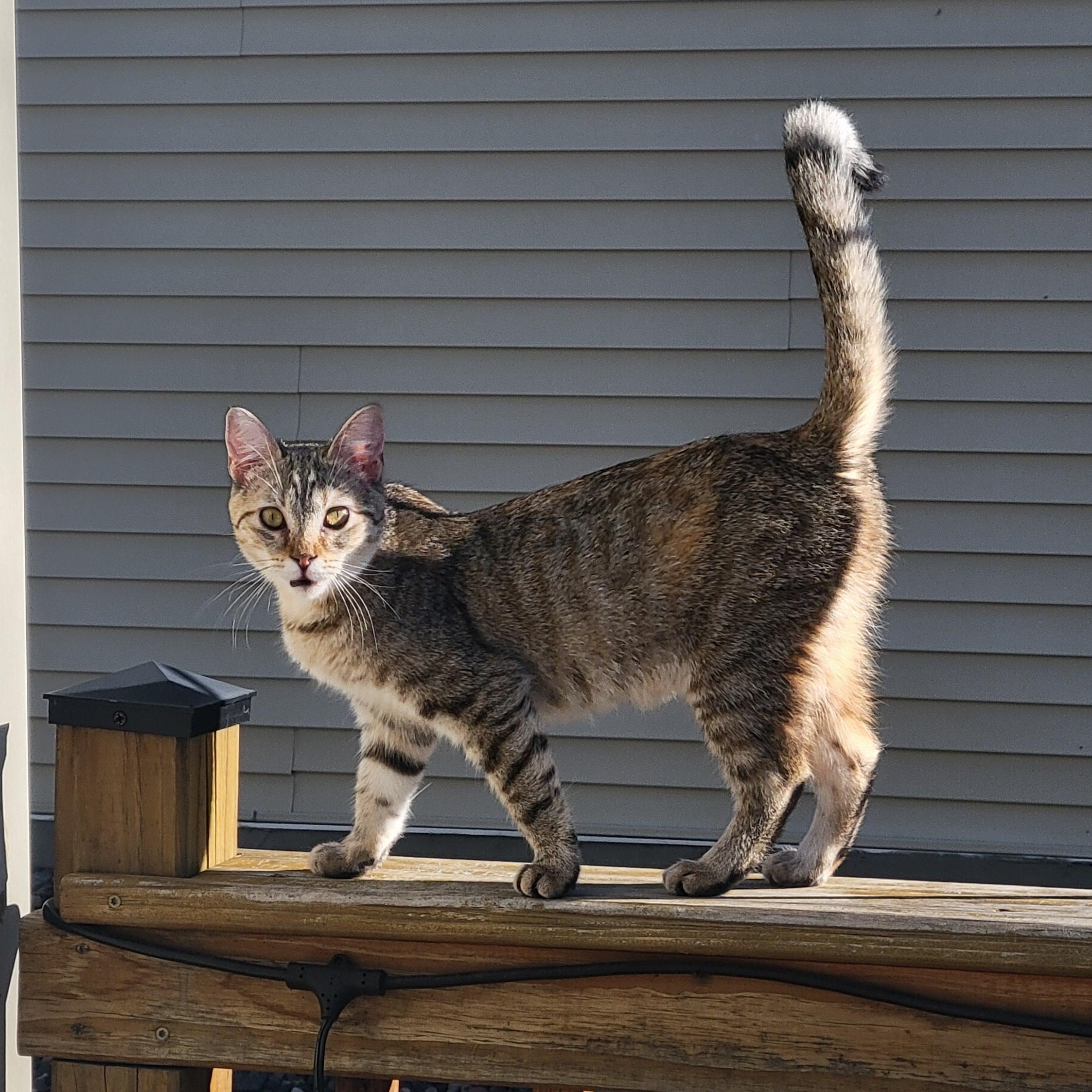 Go Go, a Adoptable Domestic Short Hair in Minneapolis, MN image 4/6
