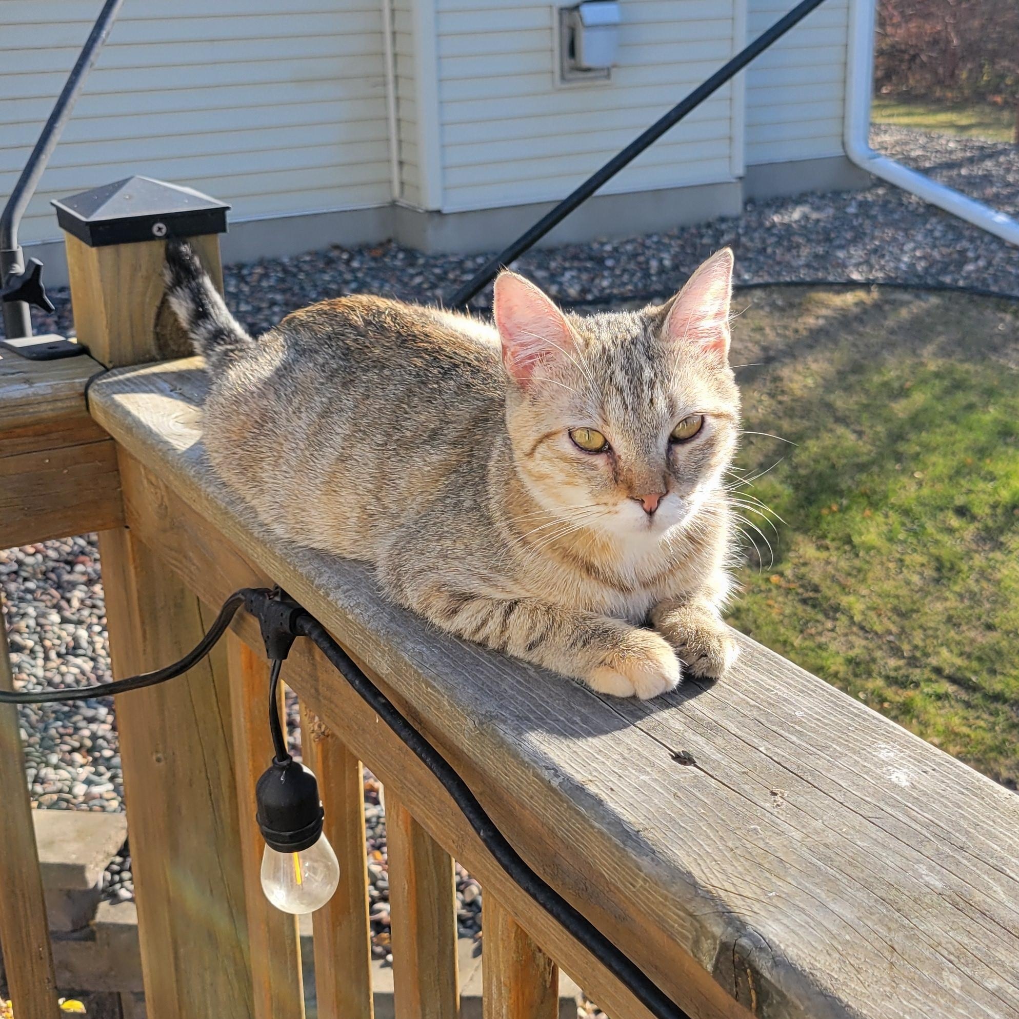 Go Go, a Adoptable Domestic Short Hair in Minneapolis, MN image 5/6