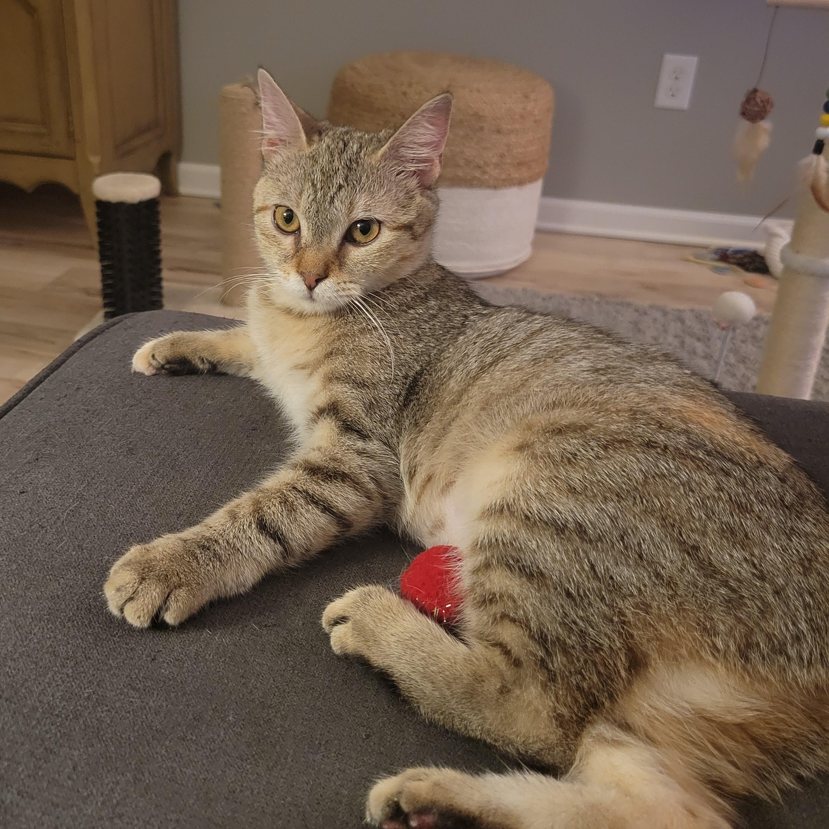 Go Go, a Adoptable Domestic Short Hair in Minneapolis, MN image 6/6