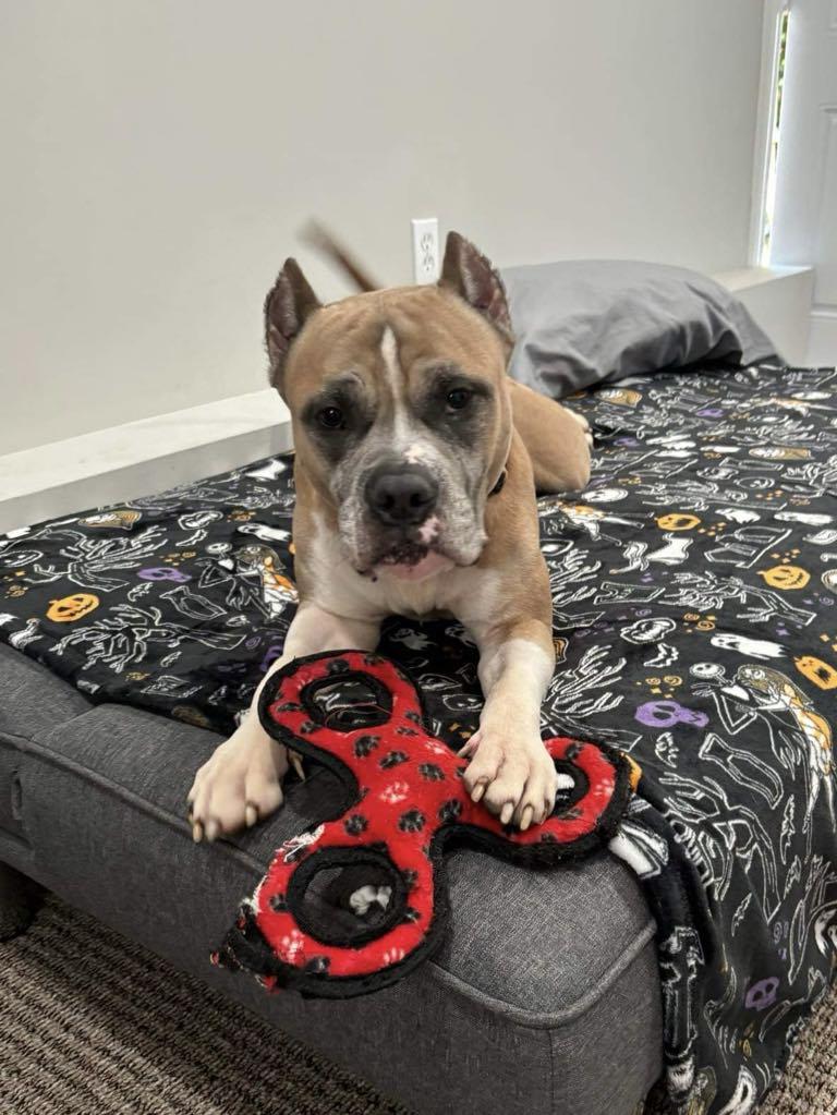 Owen Bear, a Adoptable American Staffordshire Terrier in Levittown, NY image 3/5