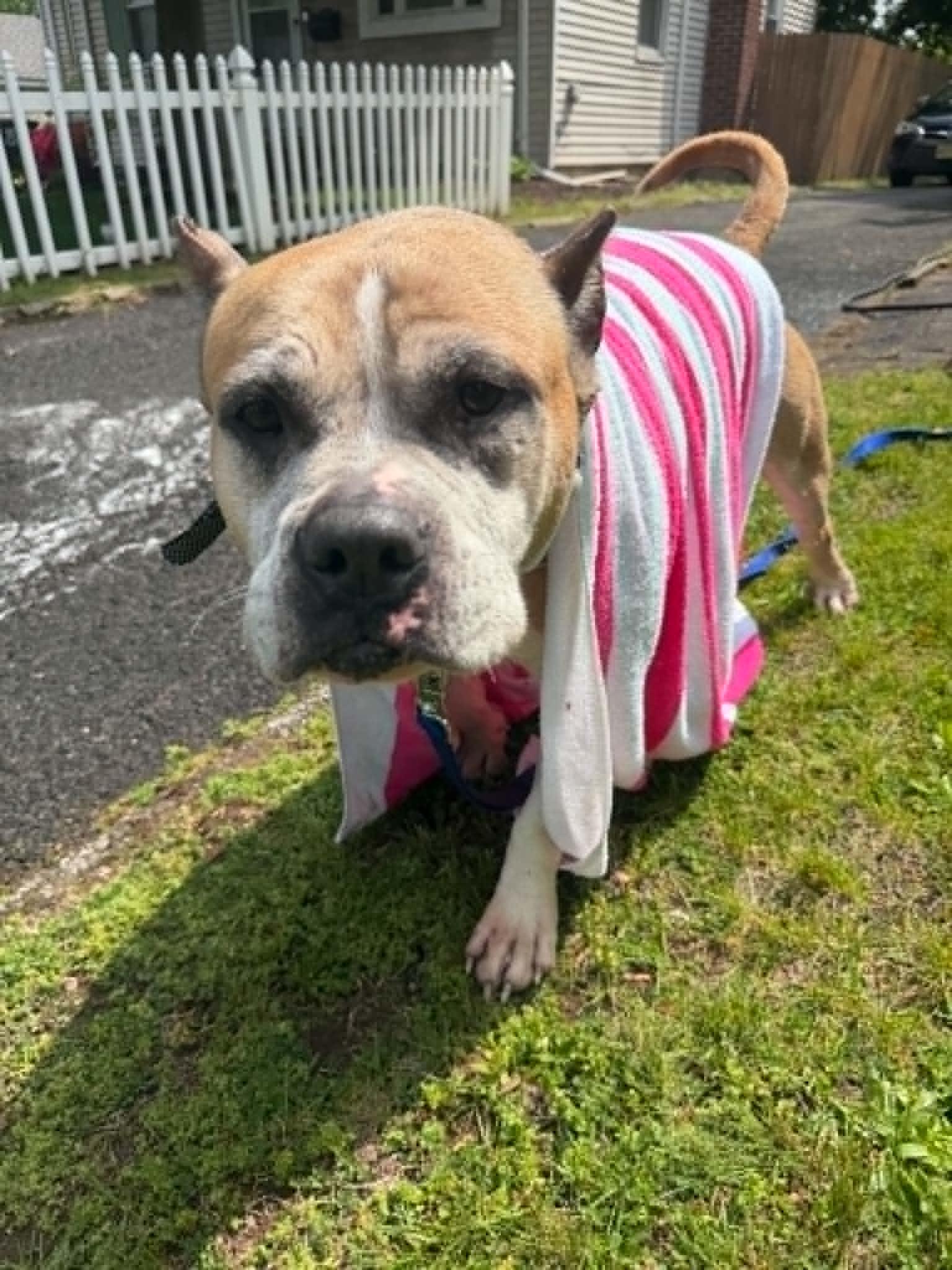 Enlarge Bear, a Adoptable American Staffordshire Terrier in Levittown, NY image 3/6