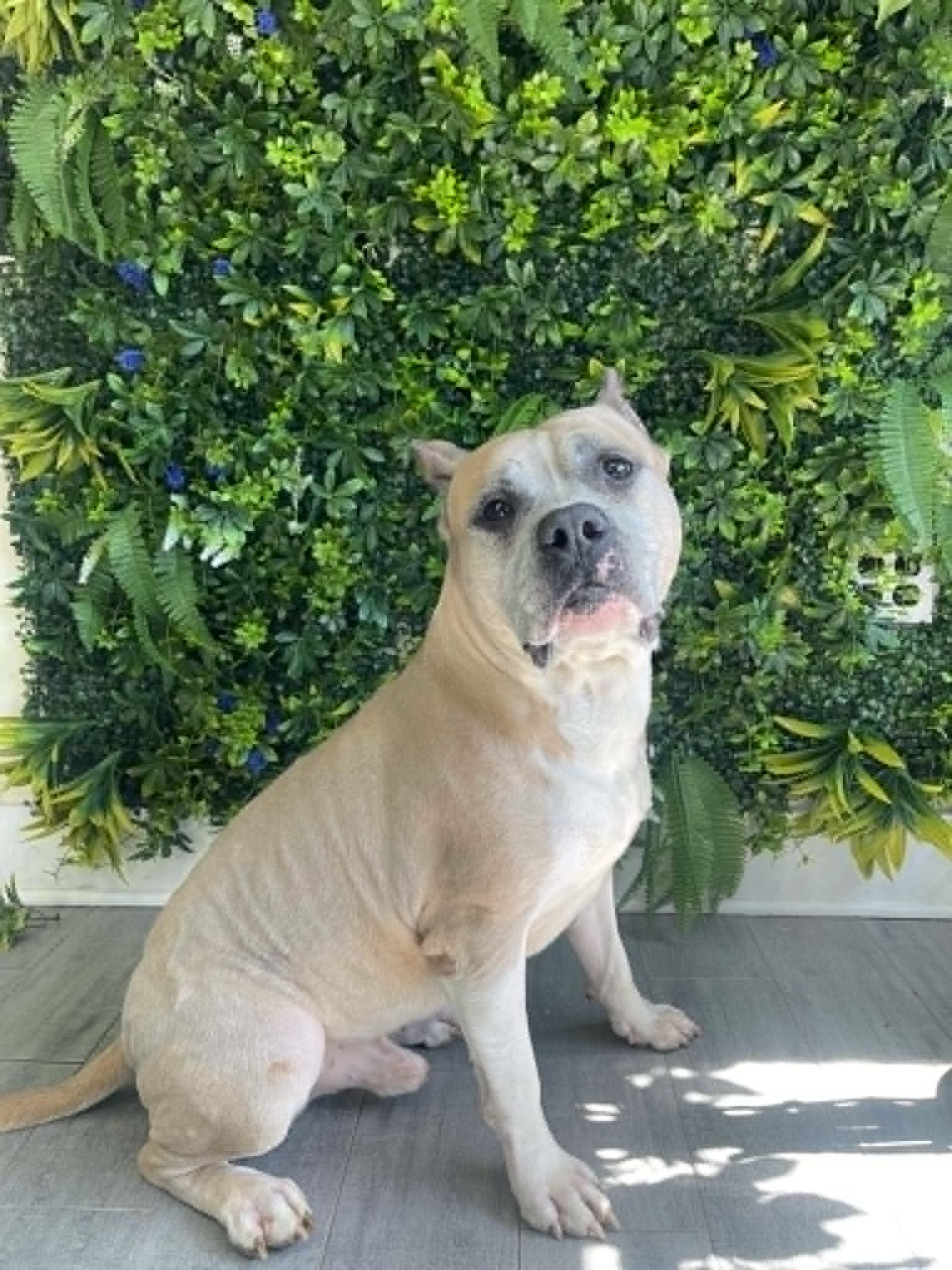 Bear, Adoptable, Adult Male American Staffordshire Terrier.