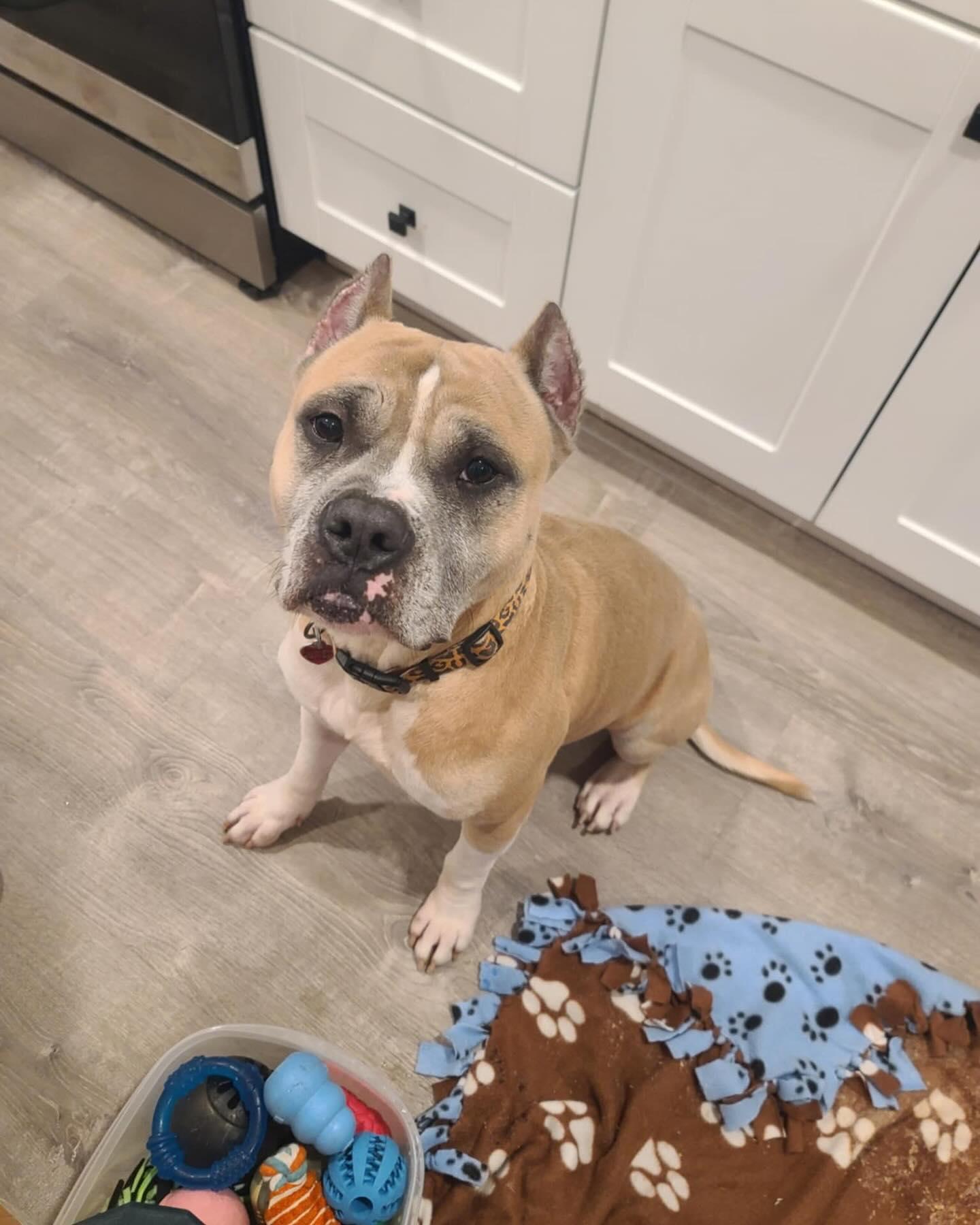 Owen Bear, a Adoptable American Staffordshire Terrier in Levittown, NY image 1/5