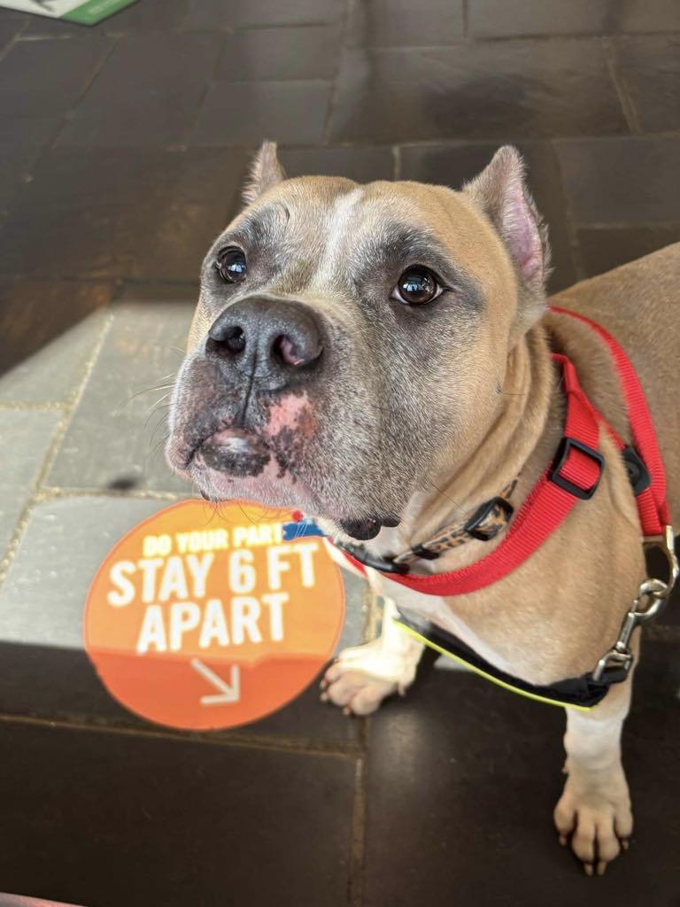 Owen Bear, a Adoptable American Staffordshire Terrier in Levittown, NY image 5/5