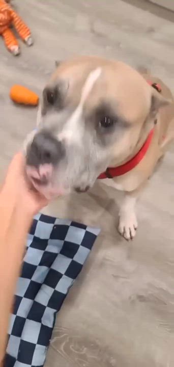 Enlarge Owen Bear, a Adoptable American Staffordshire Terrier in Levittown, NY video 2/5