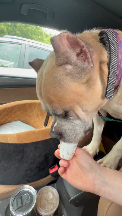Enlarge Bear, a Adoptable American Staffordshire Terrier in Levittown, NY video 2/6