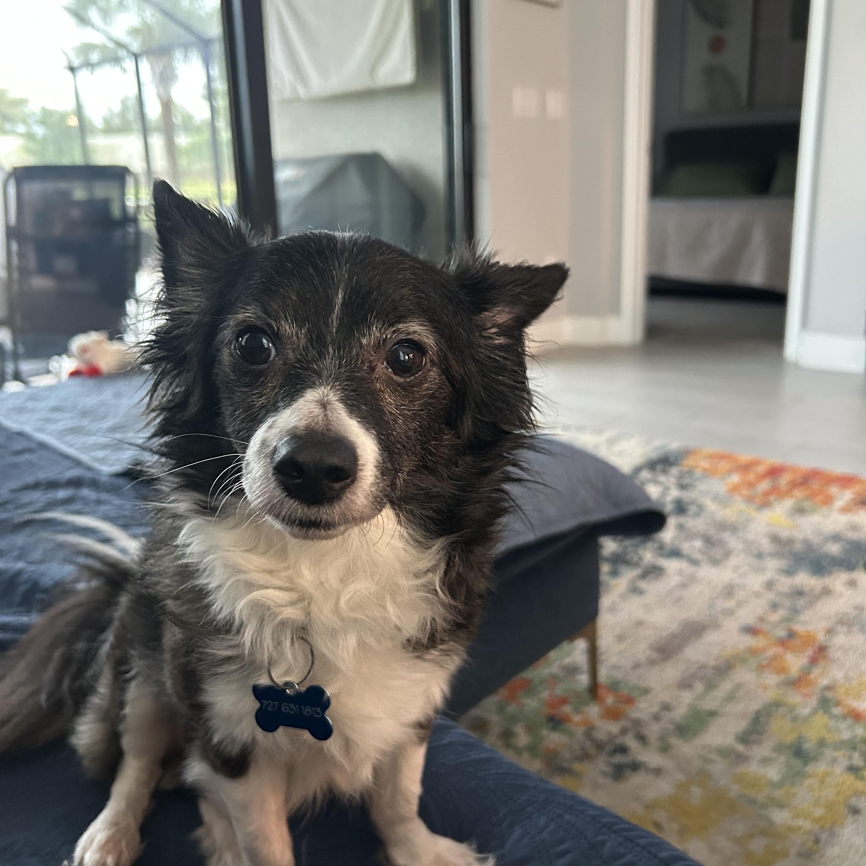 Enlarge Frodo, an adopted mixed breed in Bradenton, FL image 1/6