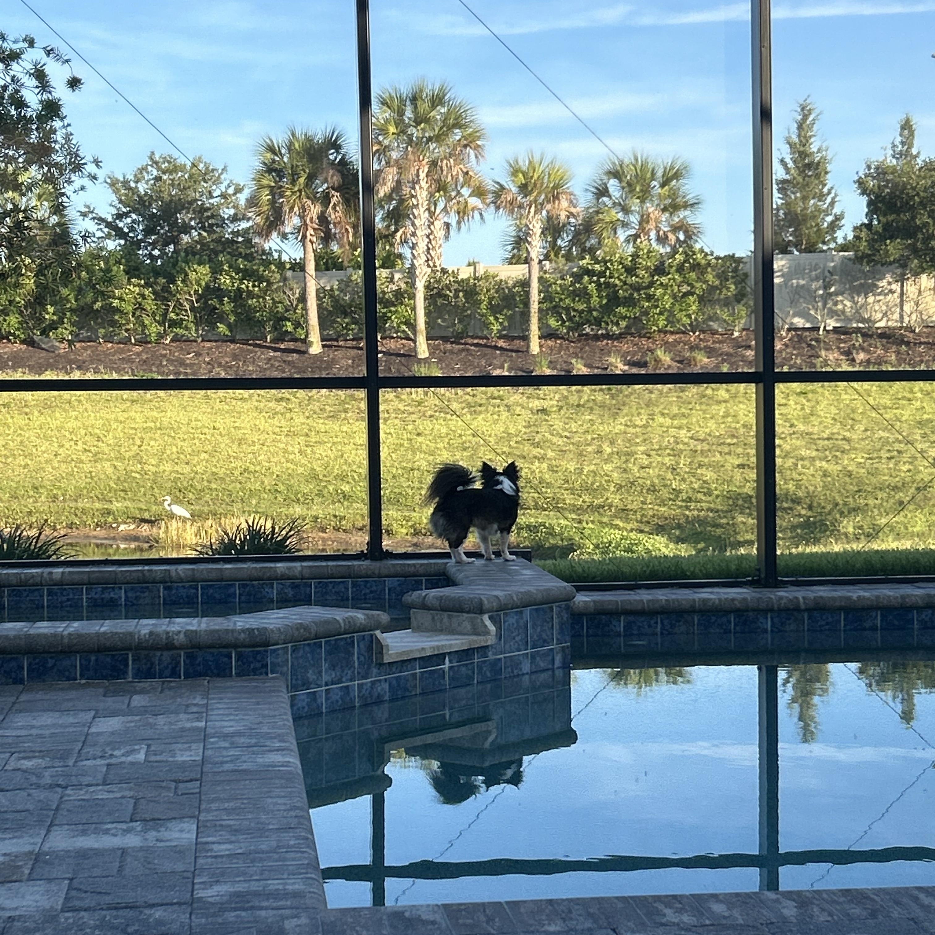 Enlarge Frodo, an adopted mixed breed in Bradenton, FL image 4/6