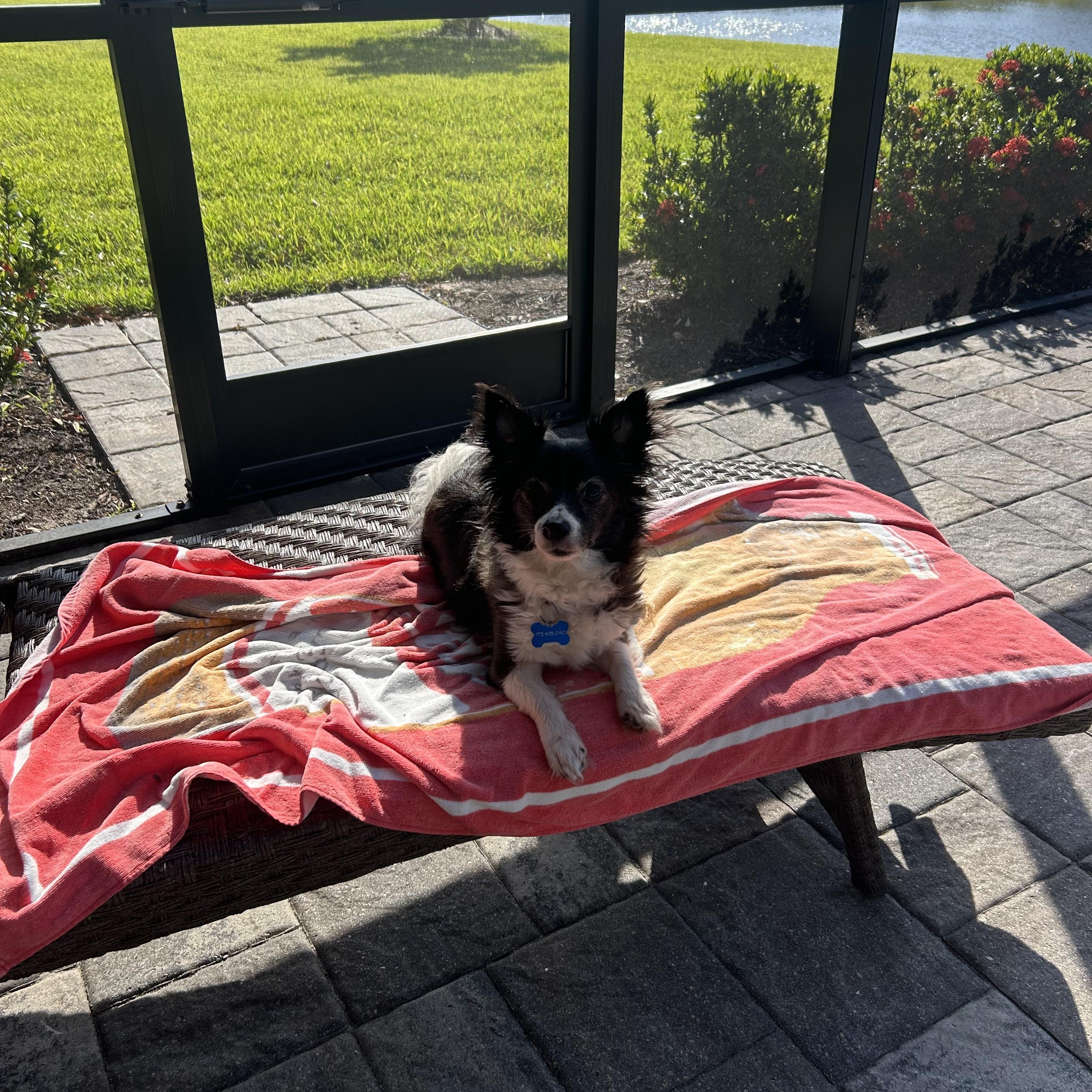 Enlarge Frodo, an adopted mixed breed in Bradenton, FL image 5/6