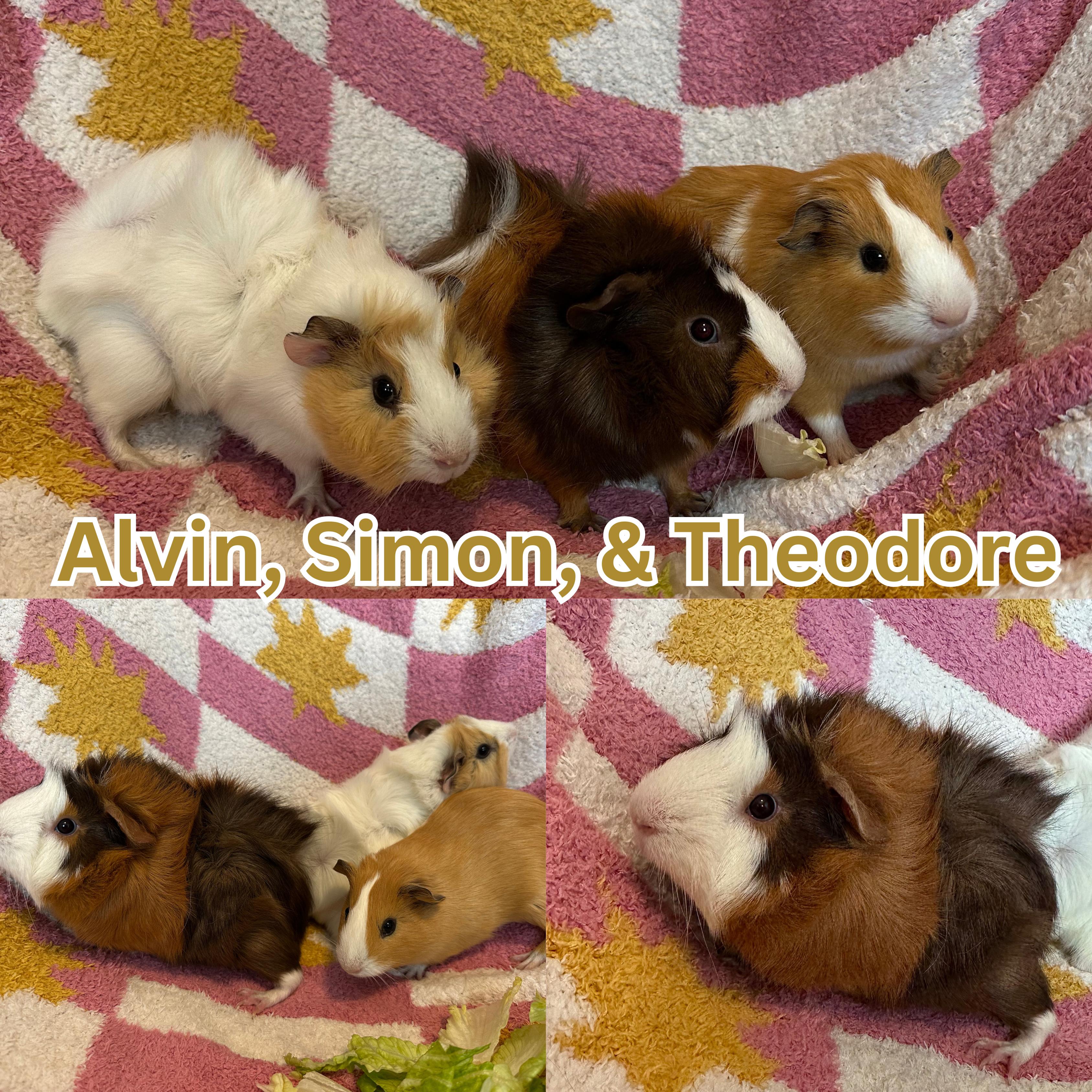 Alvin, Simon, & Theodore, Adoptable, Young Male Abyssinian.