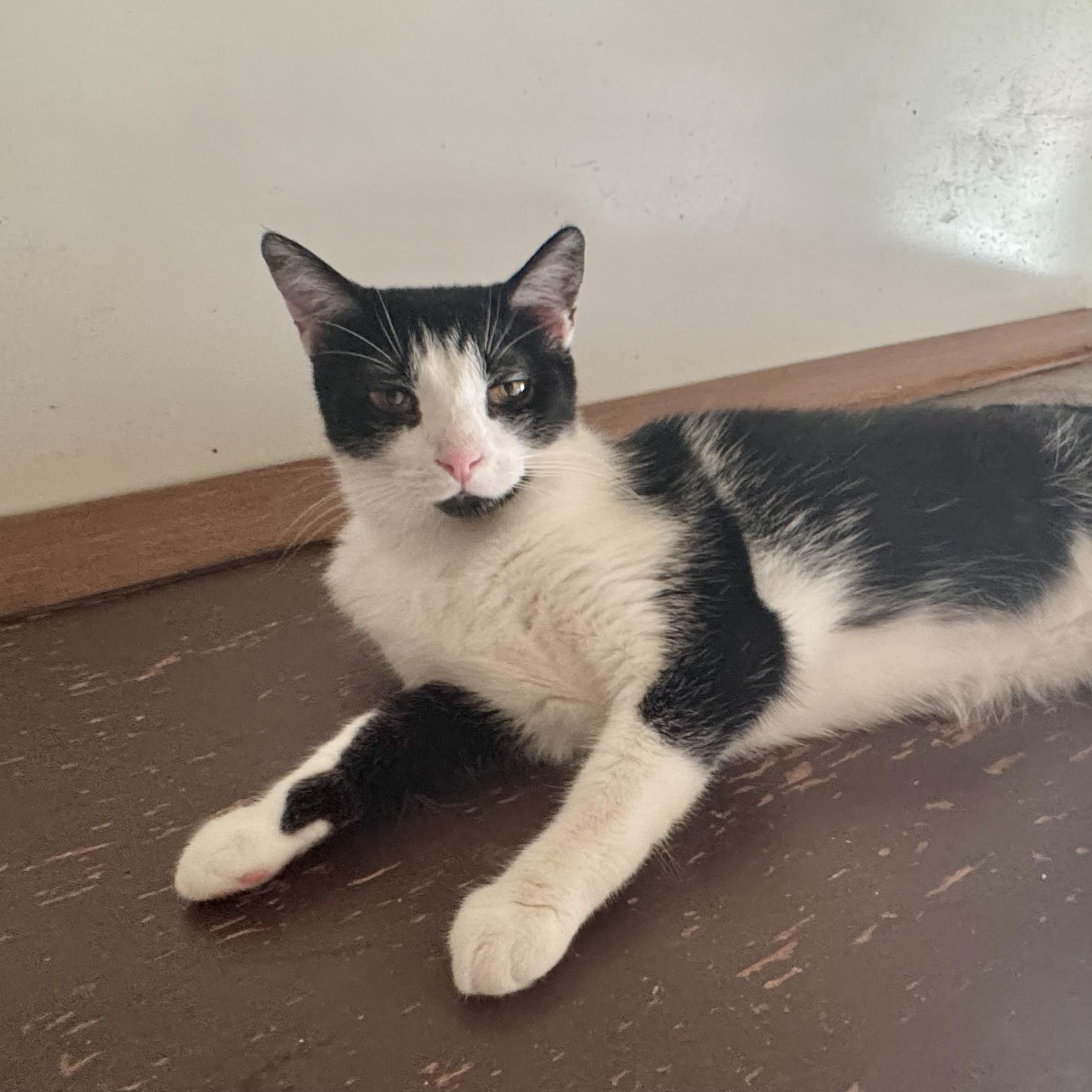 Enlarge Casey, a Adoptable Domestic Short Hair in North Tonawanda, NY image 6/6