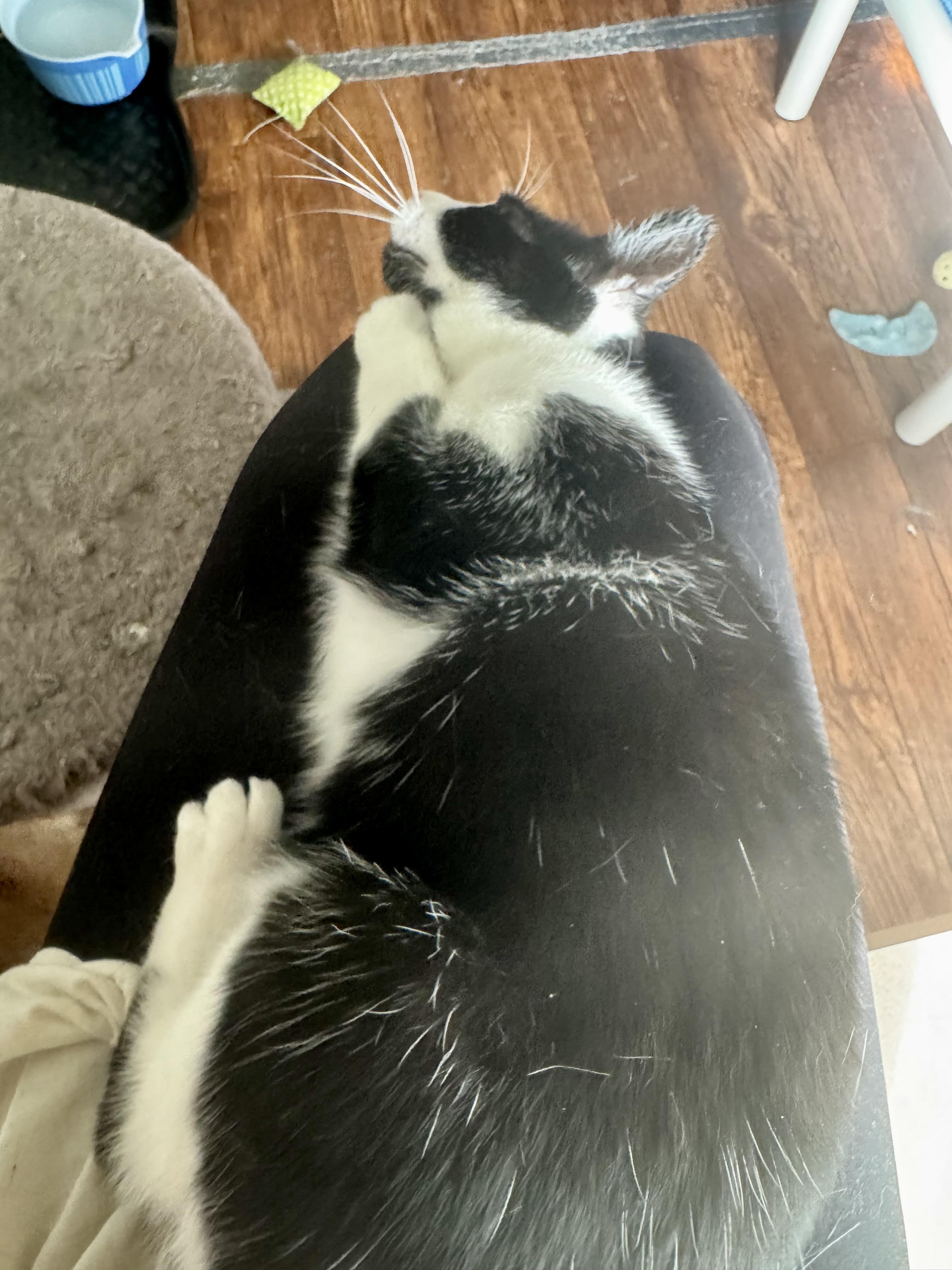Enlarge Casey, a Adoptable Domestic Short Hair in North Tonawanda, NY image 5/6