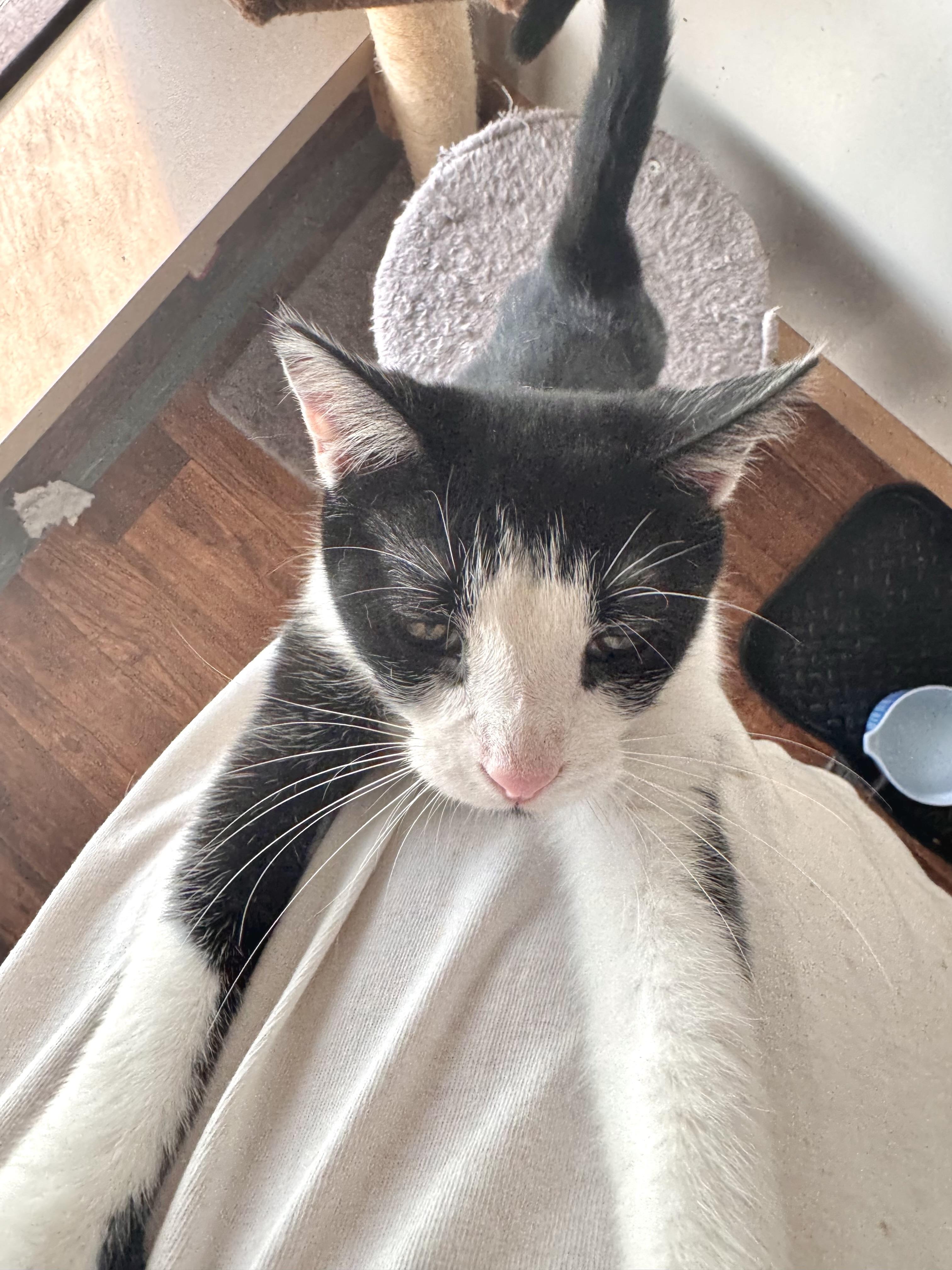 Enlarge Casey, a Adoptable Domestic Short Hair in North Tonawanda, NY image 2/6