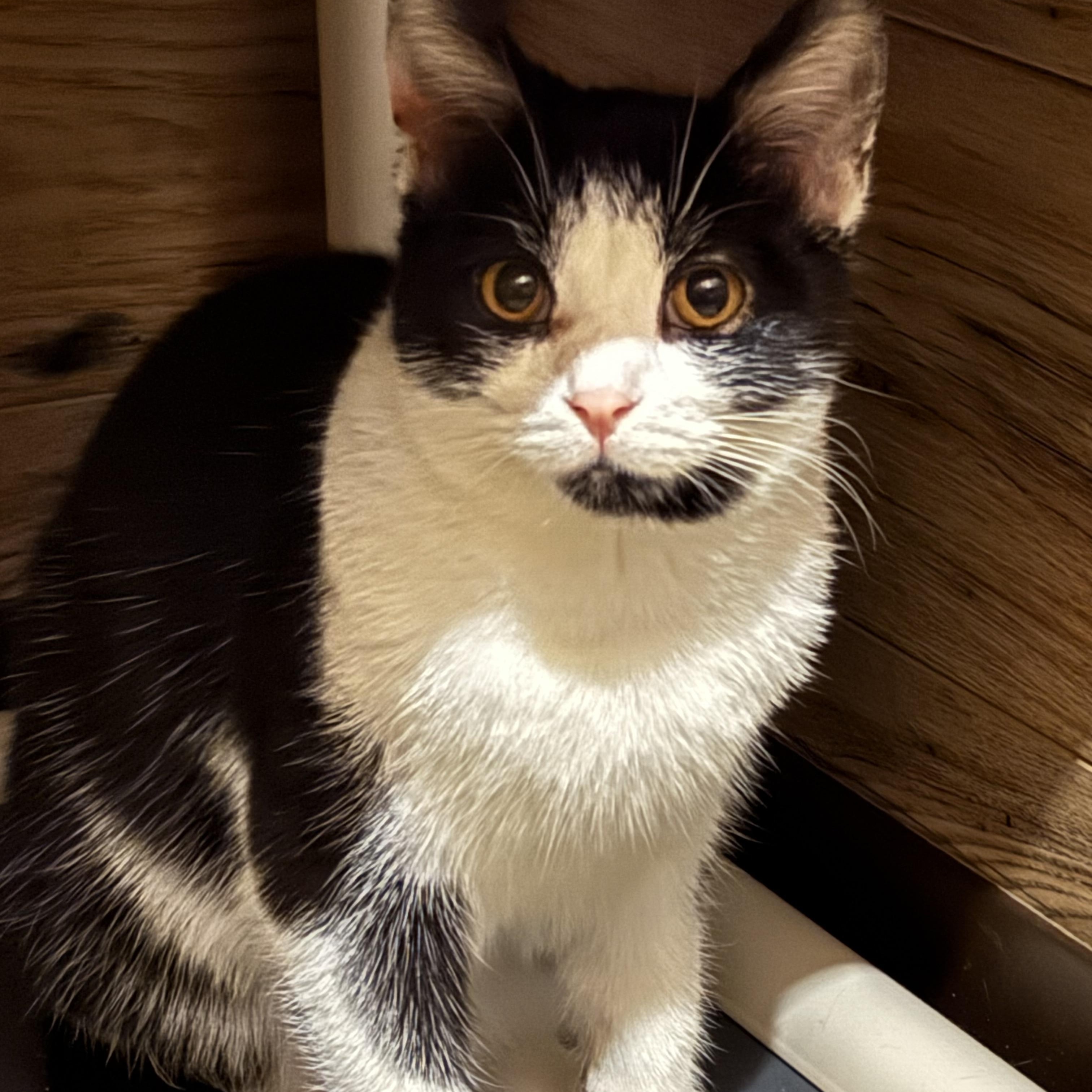 Casey, Adoptable, Young Female Domestic Short Hair.