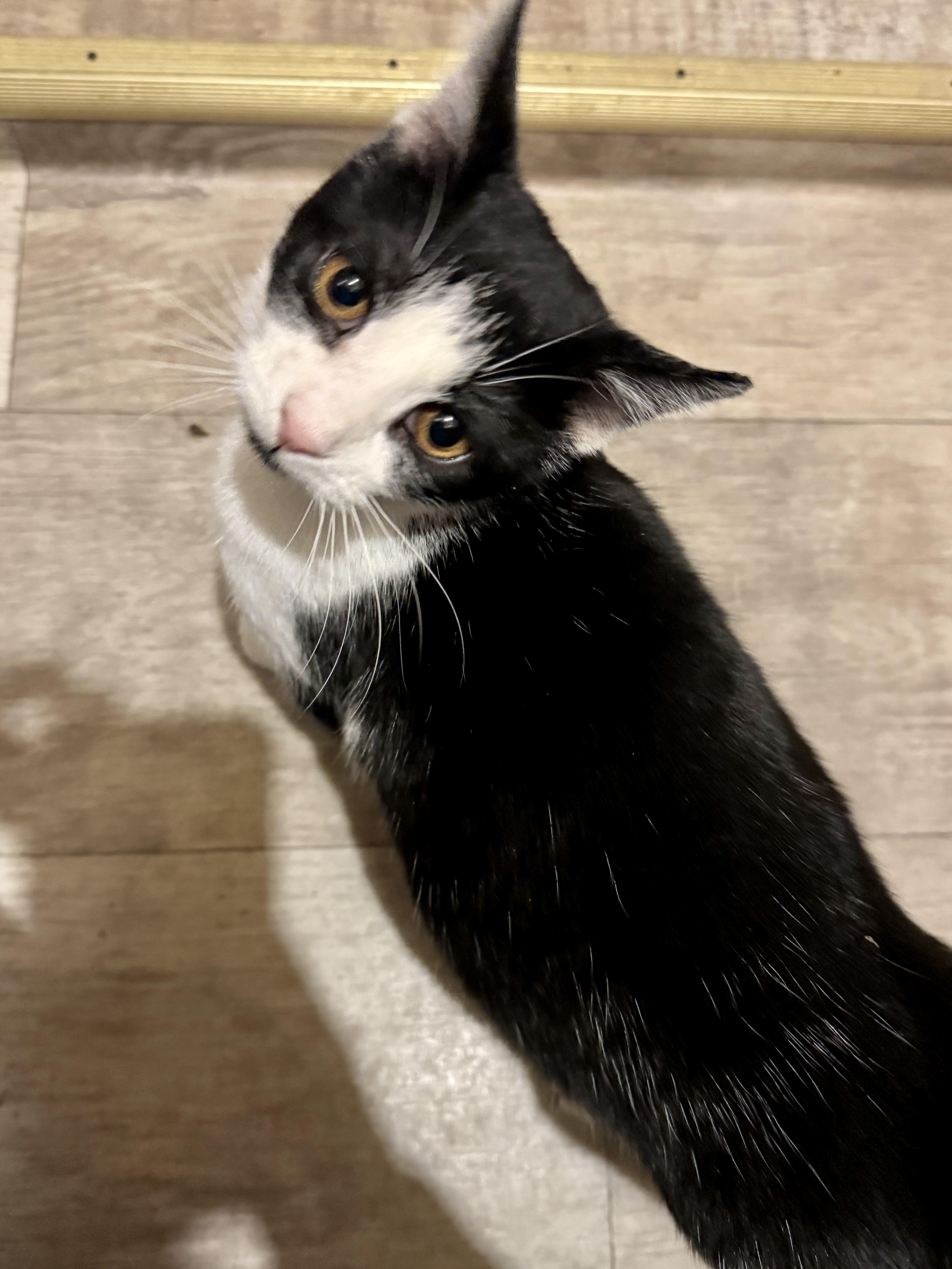 Enlarge Casey, a Adoptable Domestic Short Hair in North Tonawanda, NY image 2/4