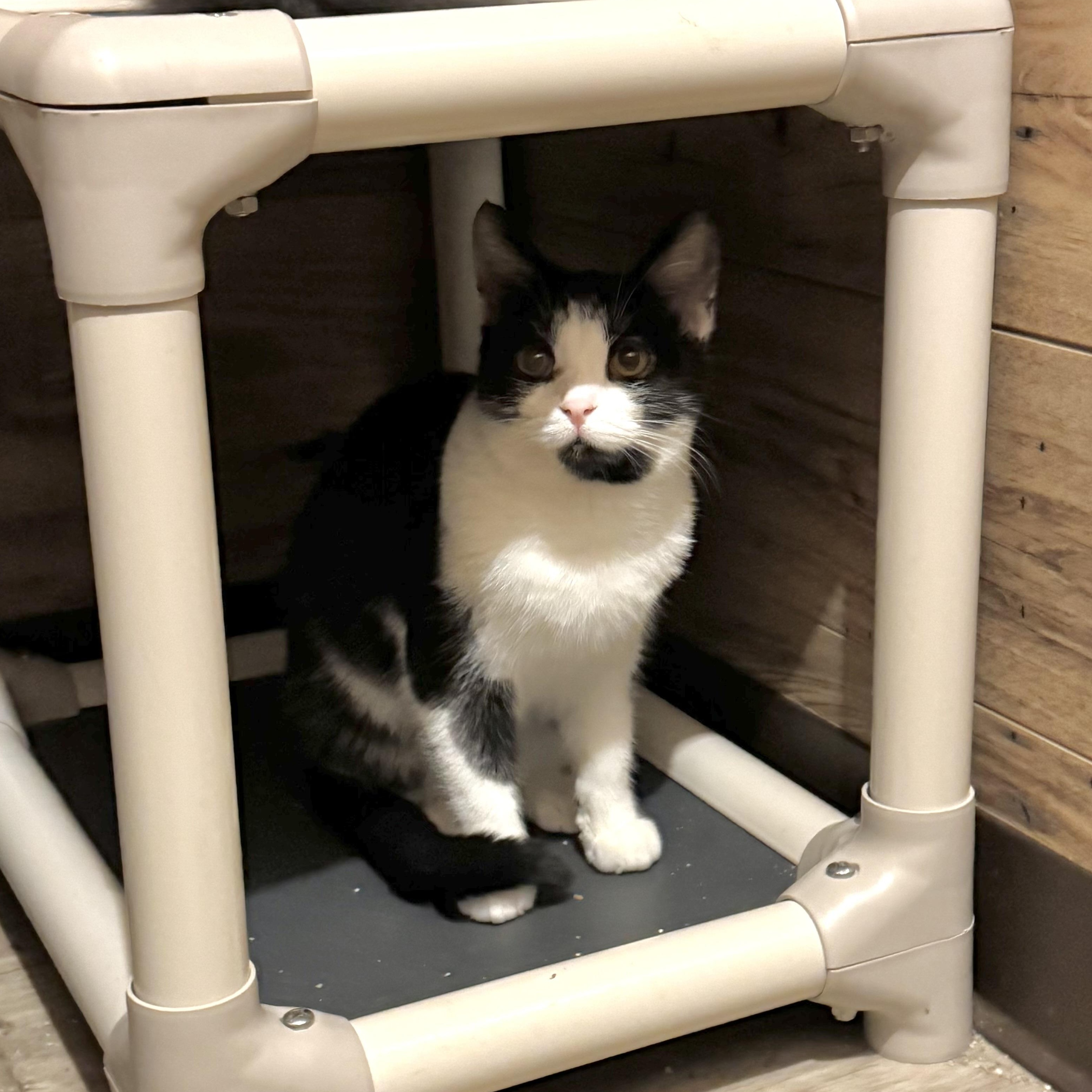 Enlarge Casey, a Adoptable Domestic Short Hair in North Tonawanda, NY image 4/4