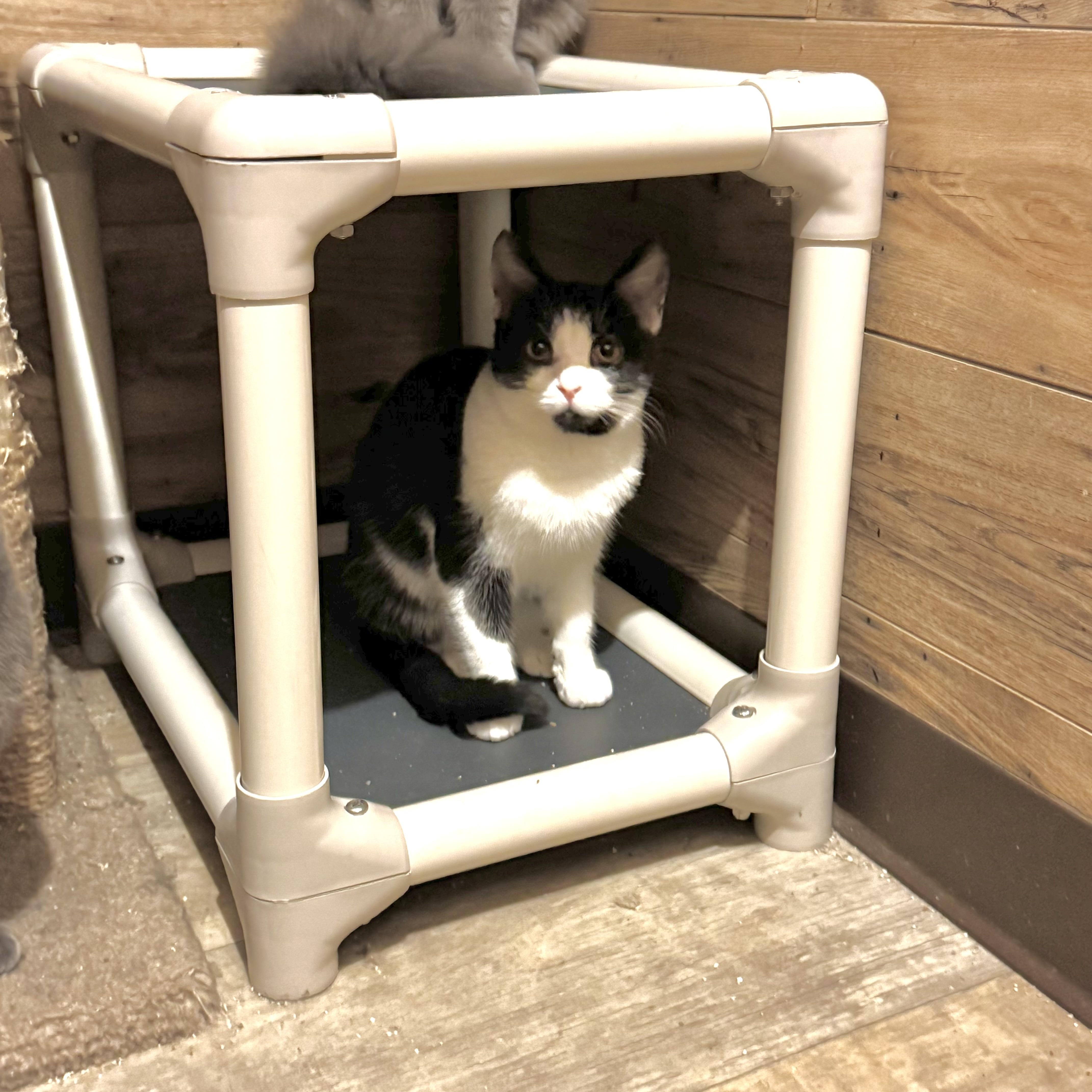 Enlarge Casey, a Adoptable Domestic Short Hair in North Tonawanda, NY image 3/4