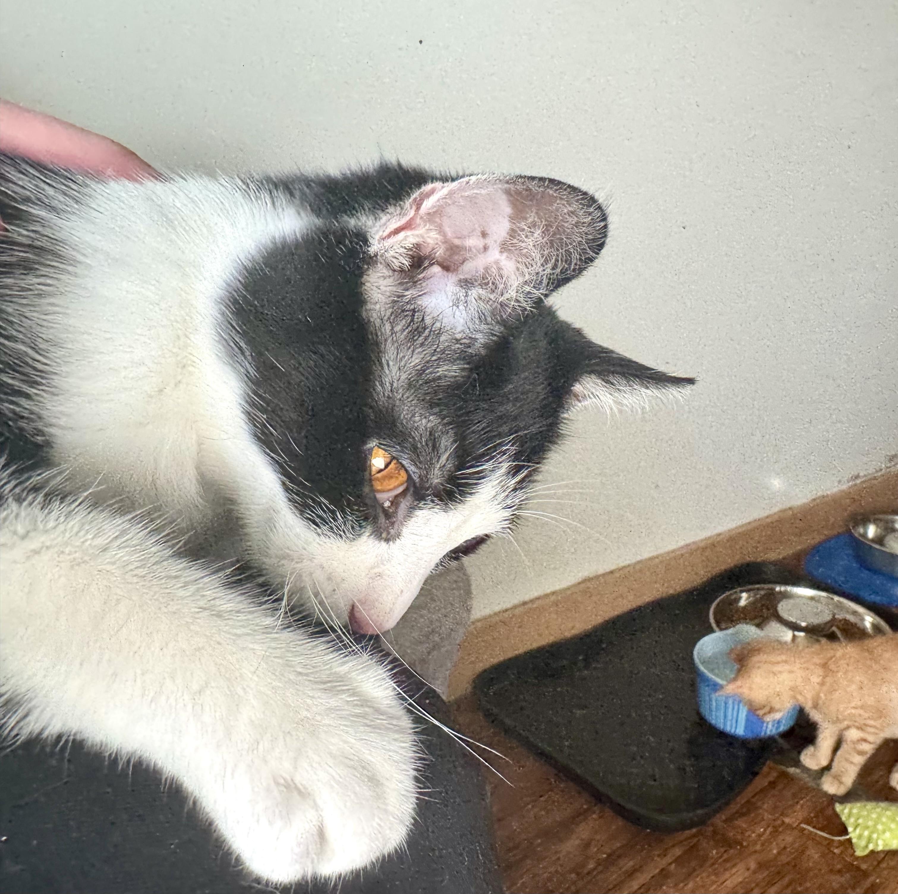 Enlarge Casey, a Adoptable Domestic Short Hair in North Tonawanda, NY image 3/6