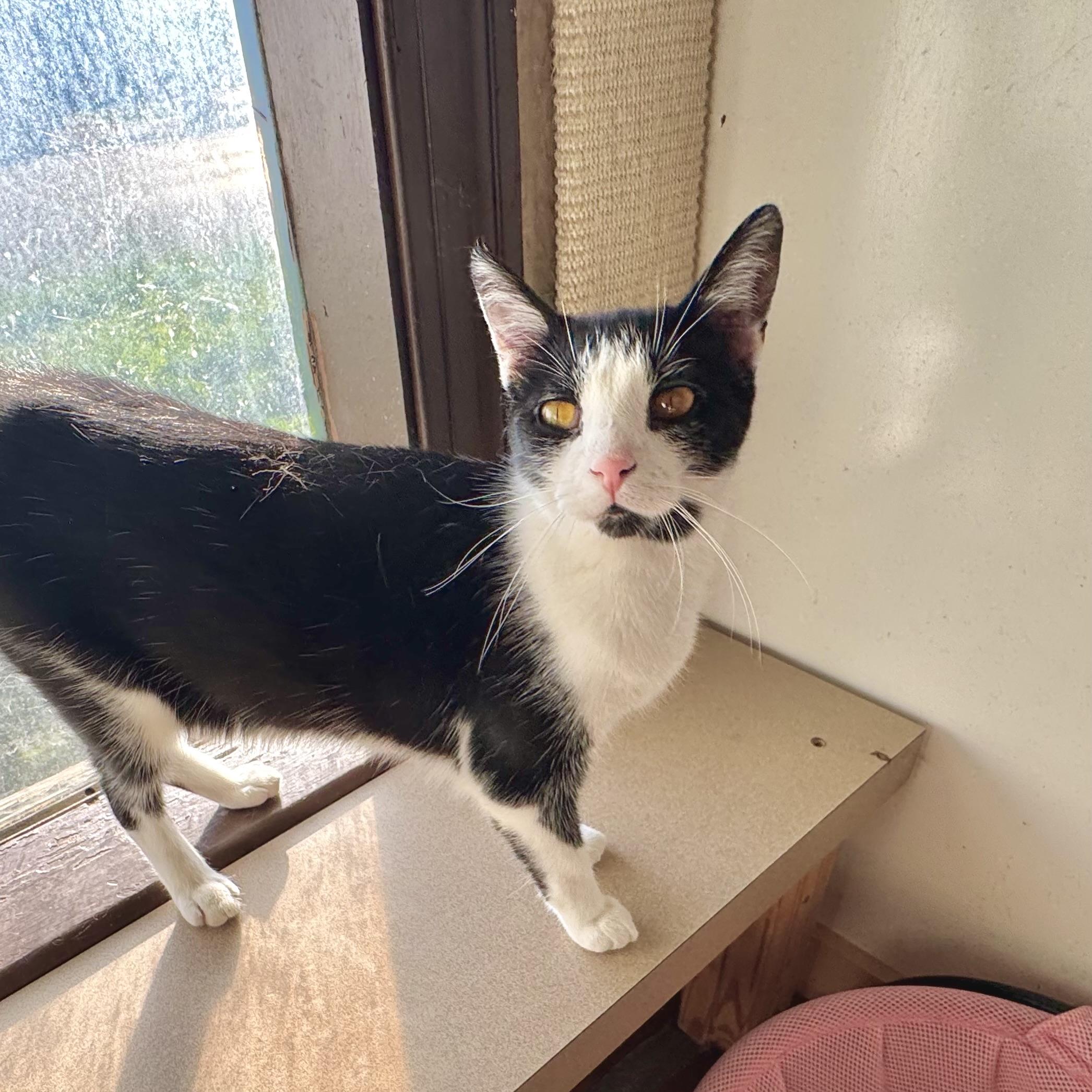 Casey, Adoptable, Adult Female Domestic Short Hair.
