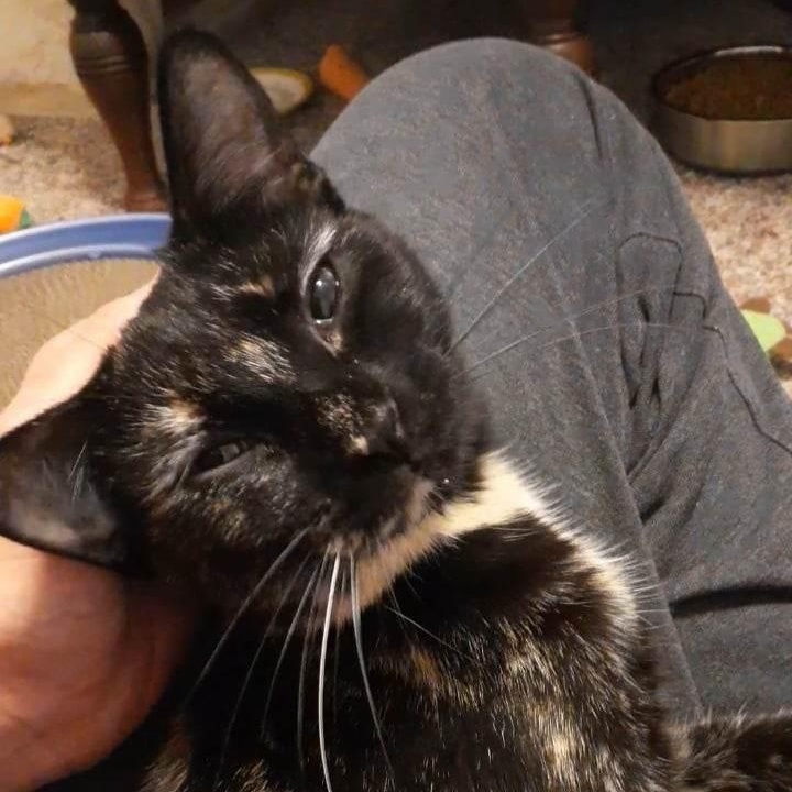 Enlarge Clara, an adoptable mixed breed in Vine Grove, KY image 1/6