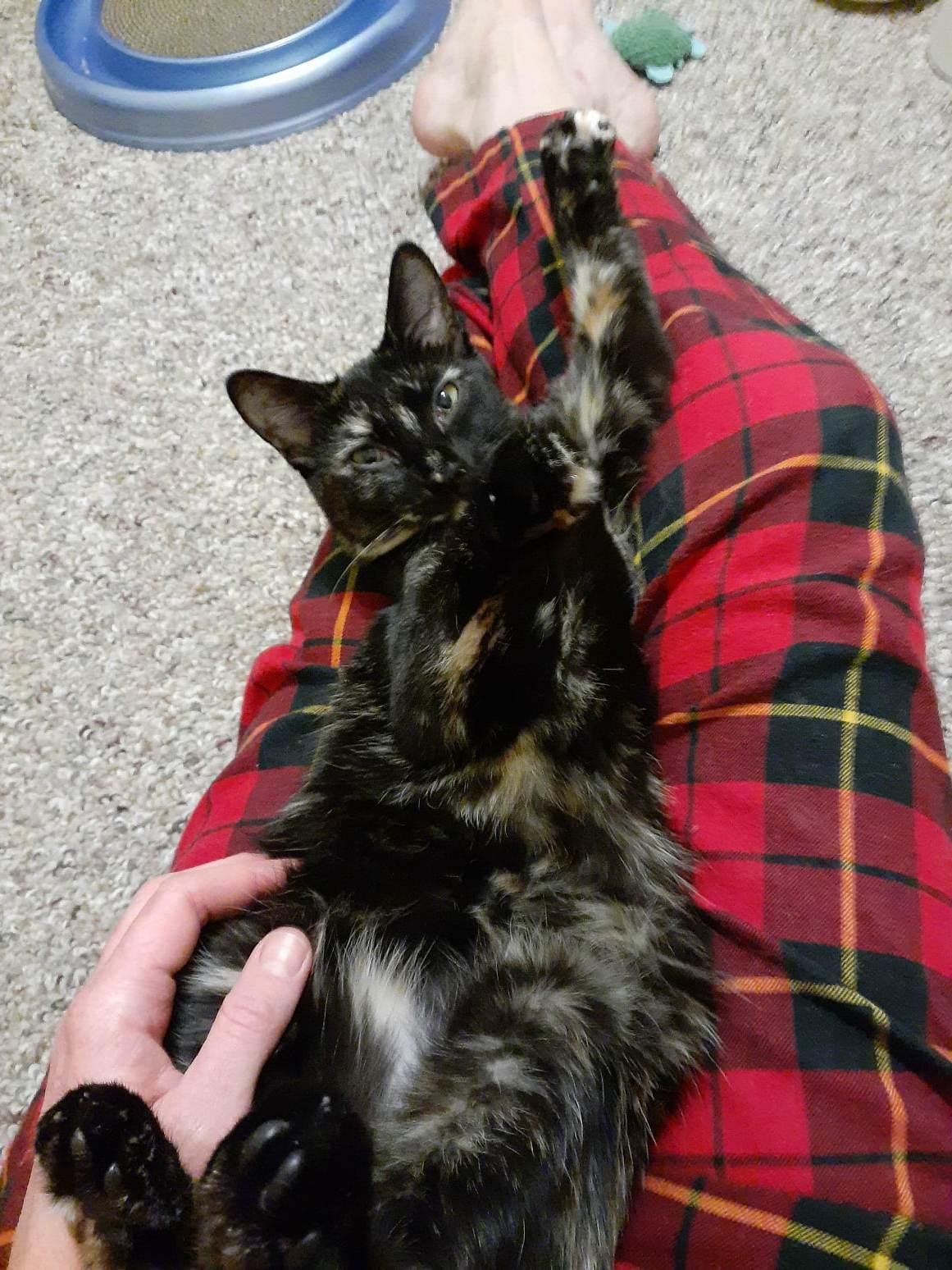 Enlarge Clara, an adoptable mixed breed in Vine Grove, KY image 6/6